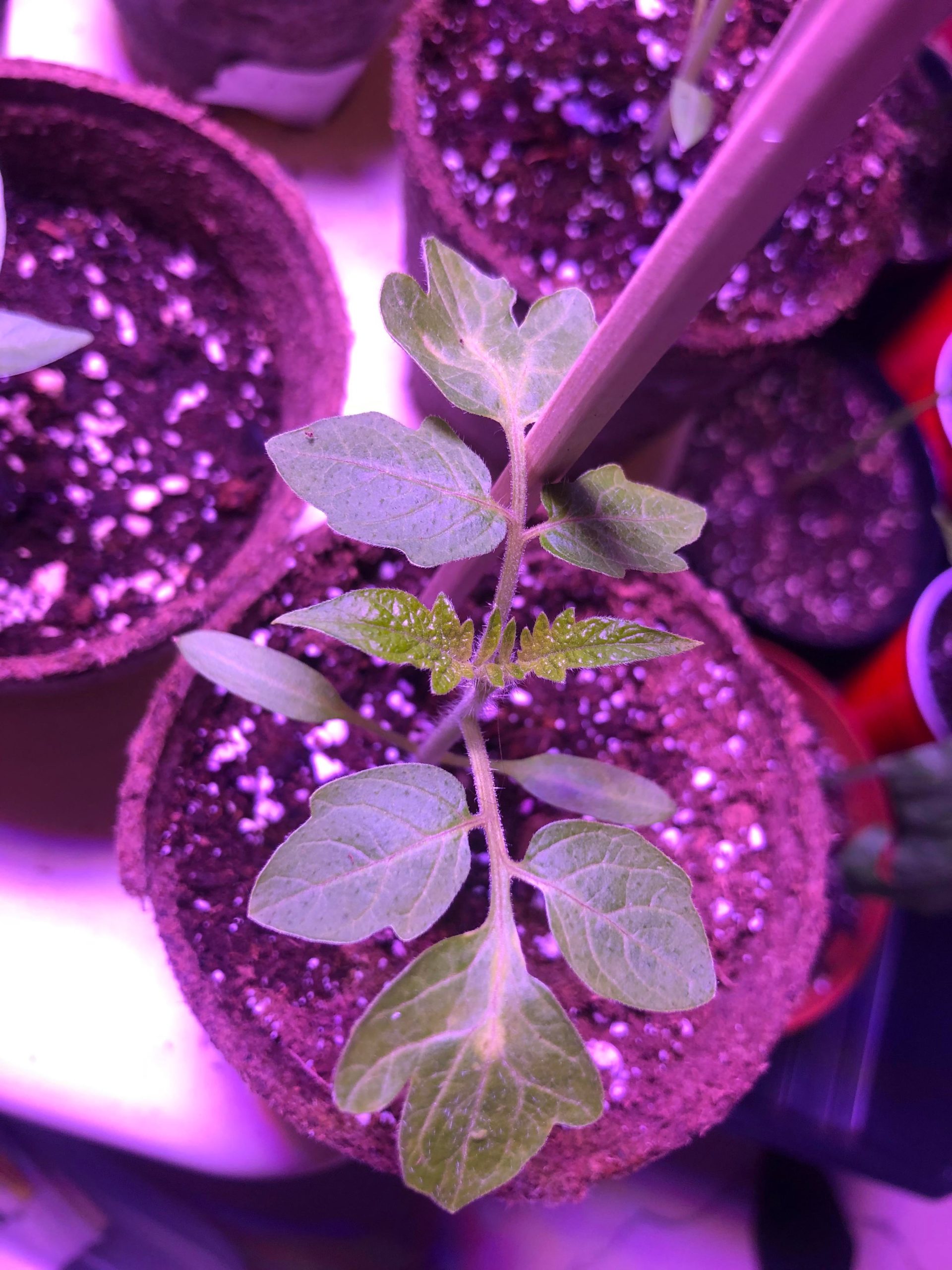 What’s wrong with these tomato leaves? Dining and Cooking