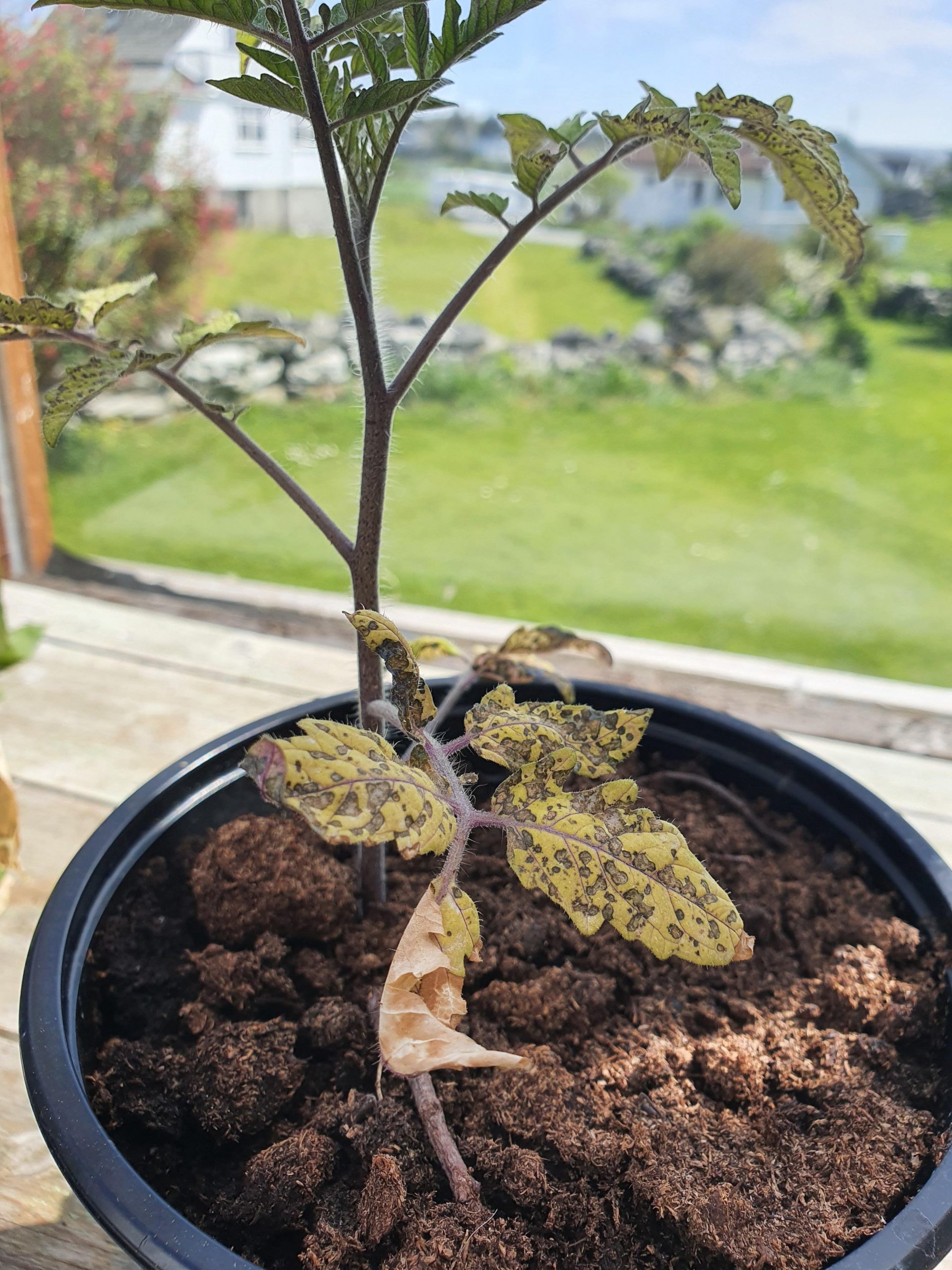 Whats wrong with my tomato plants? Dining and Cooking