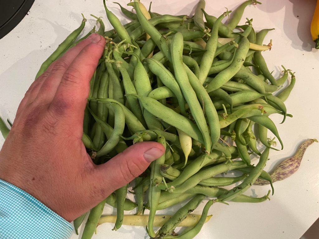 First year with bush beans. Super easy and fast overall. I’m going to reseed for fall production.