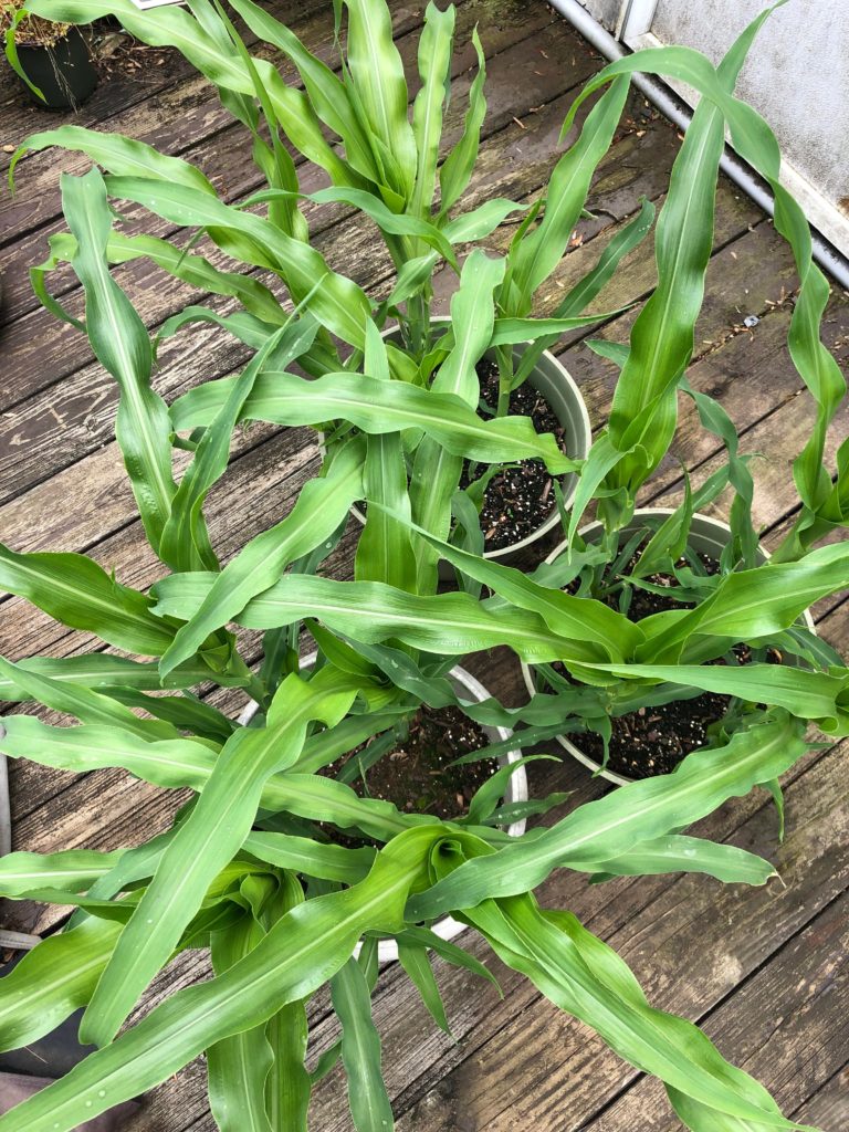 The container corn is doing amazing this year
