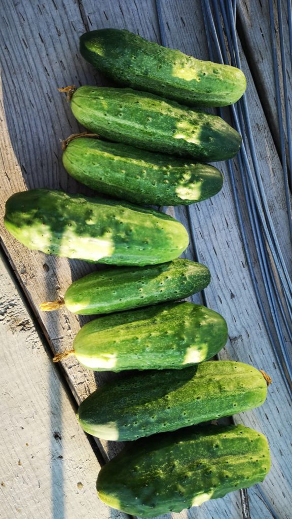 Making these bad boys into pickles tomorrow (zone 2b)