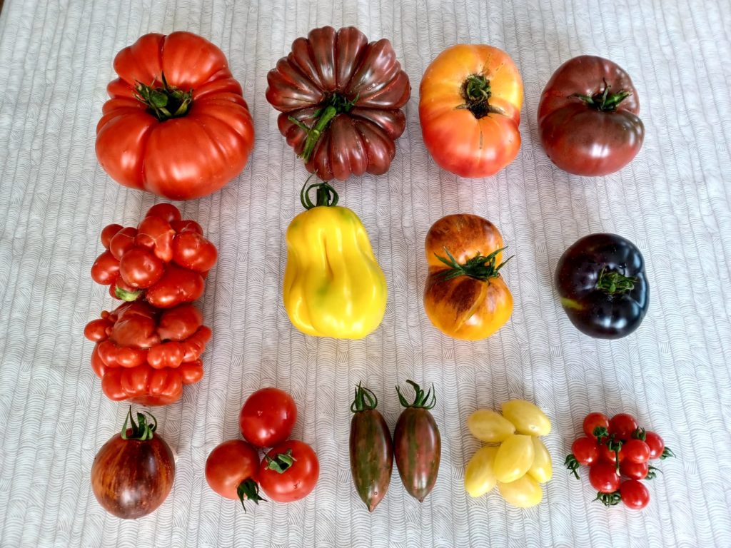 About 1/3 of the tomato varieties I'm growing this year. Names in the comments.