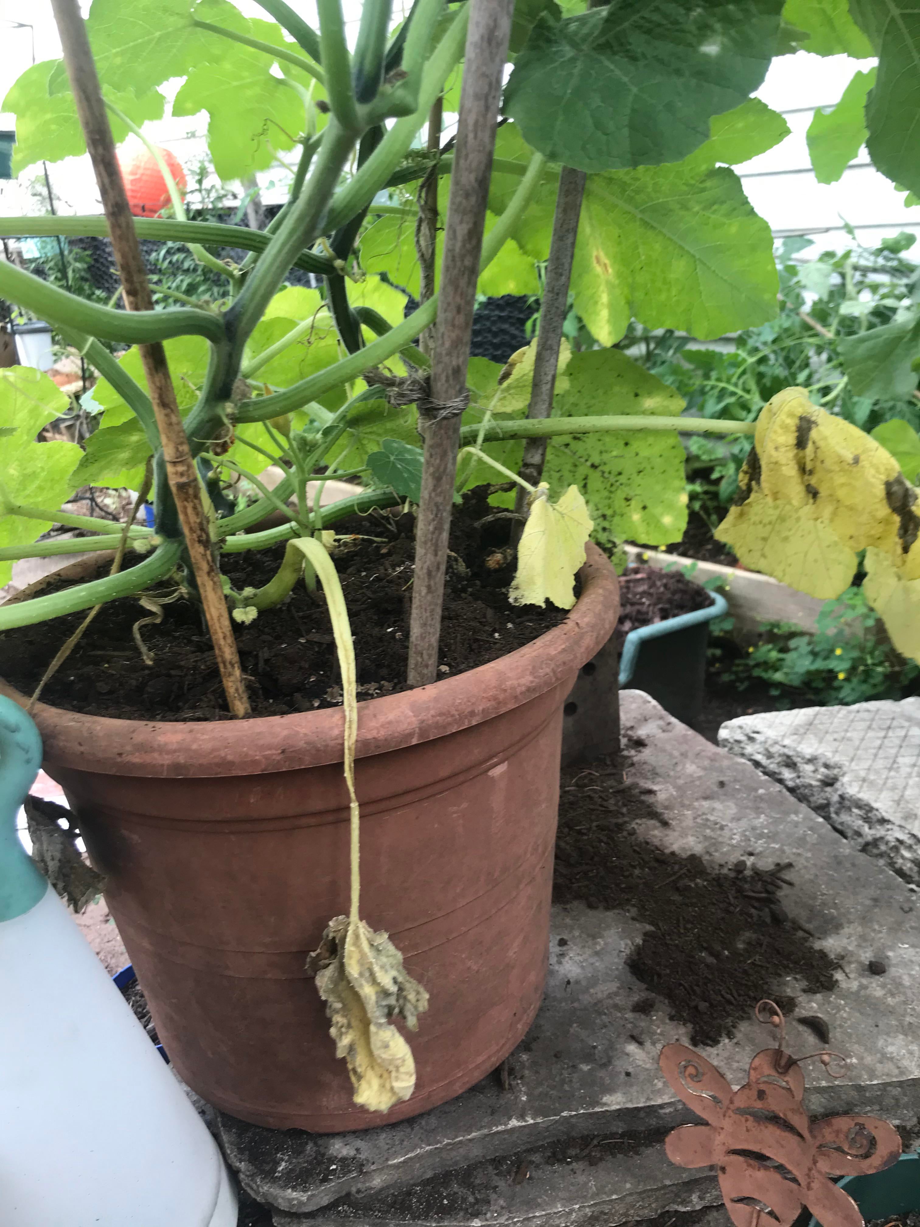 First time squash mom What to do about yellow squash leaves? Dining