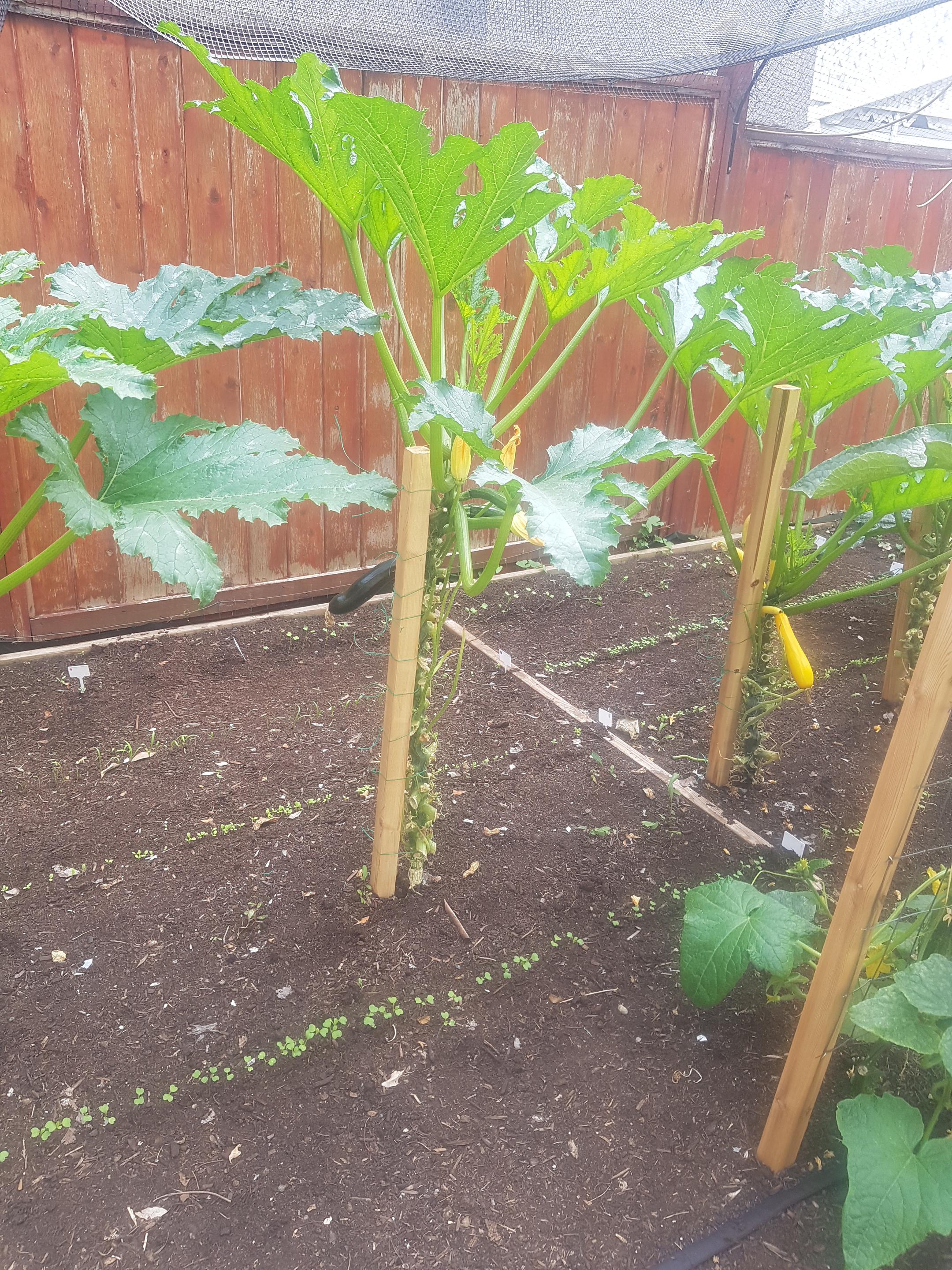 Growing zucchini vertical. Dining and Cooking