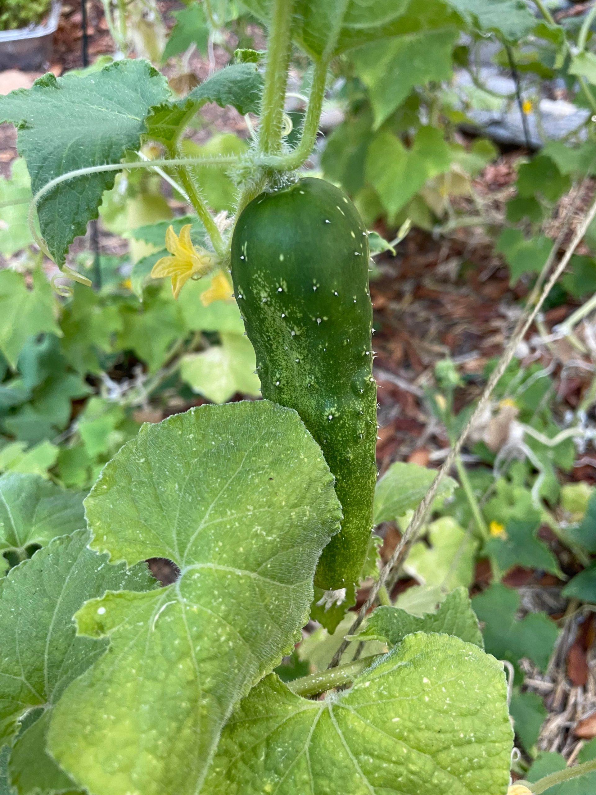 The Future Of Swaggy Cucumbers After The Leak - d8c8wzb