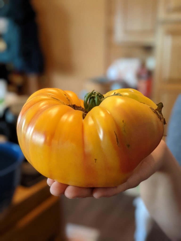 Pineapple Tomatoes are finally ripe