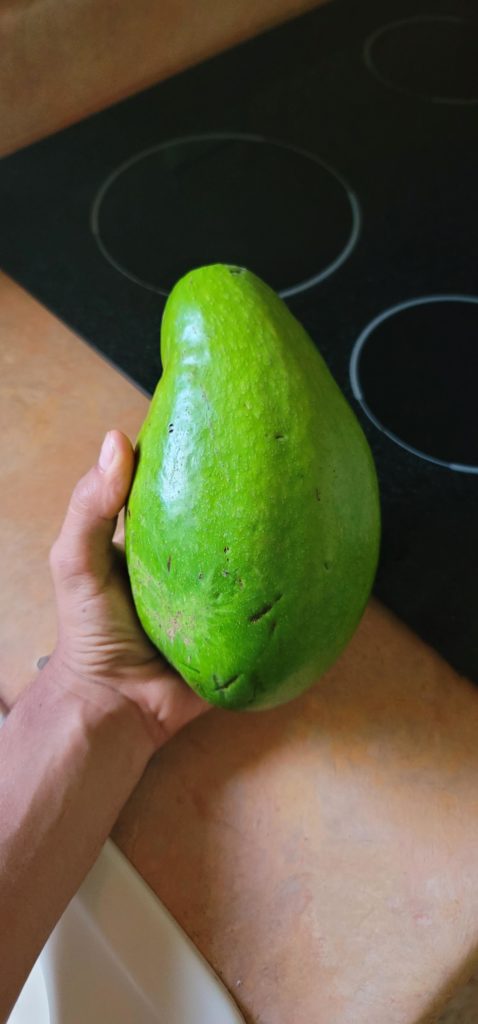 Avocados in puerto rico