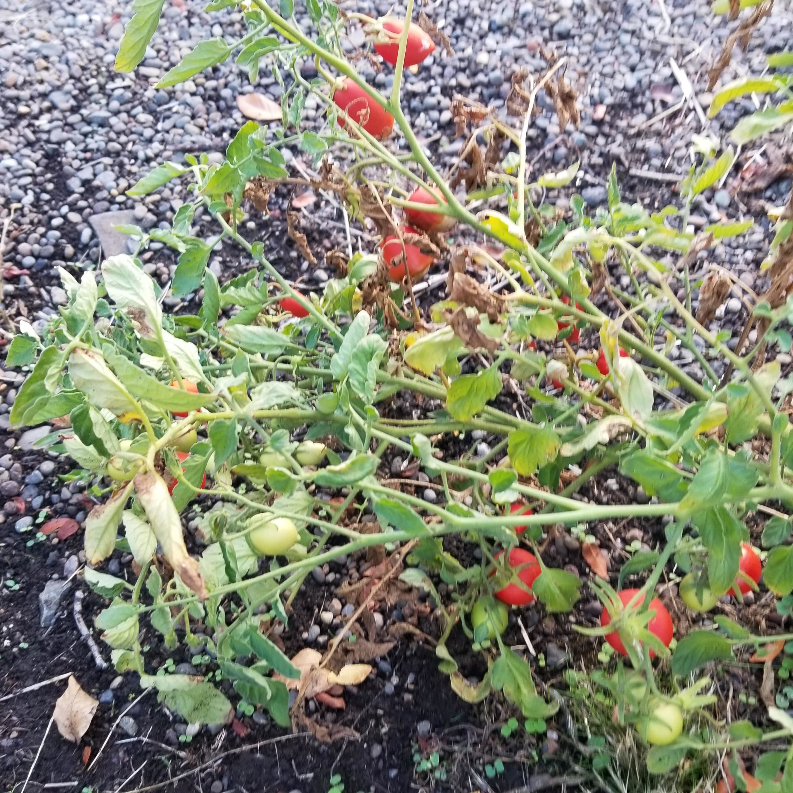 Surprise, compost tomatoes! Dining and Cooking