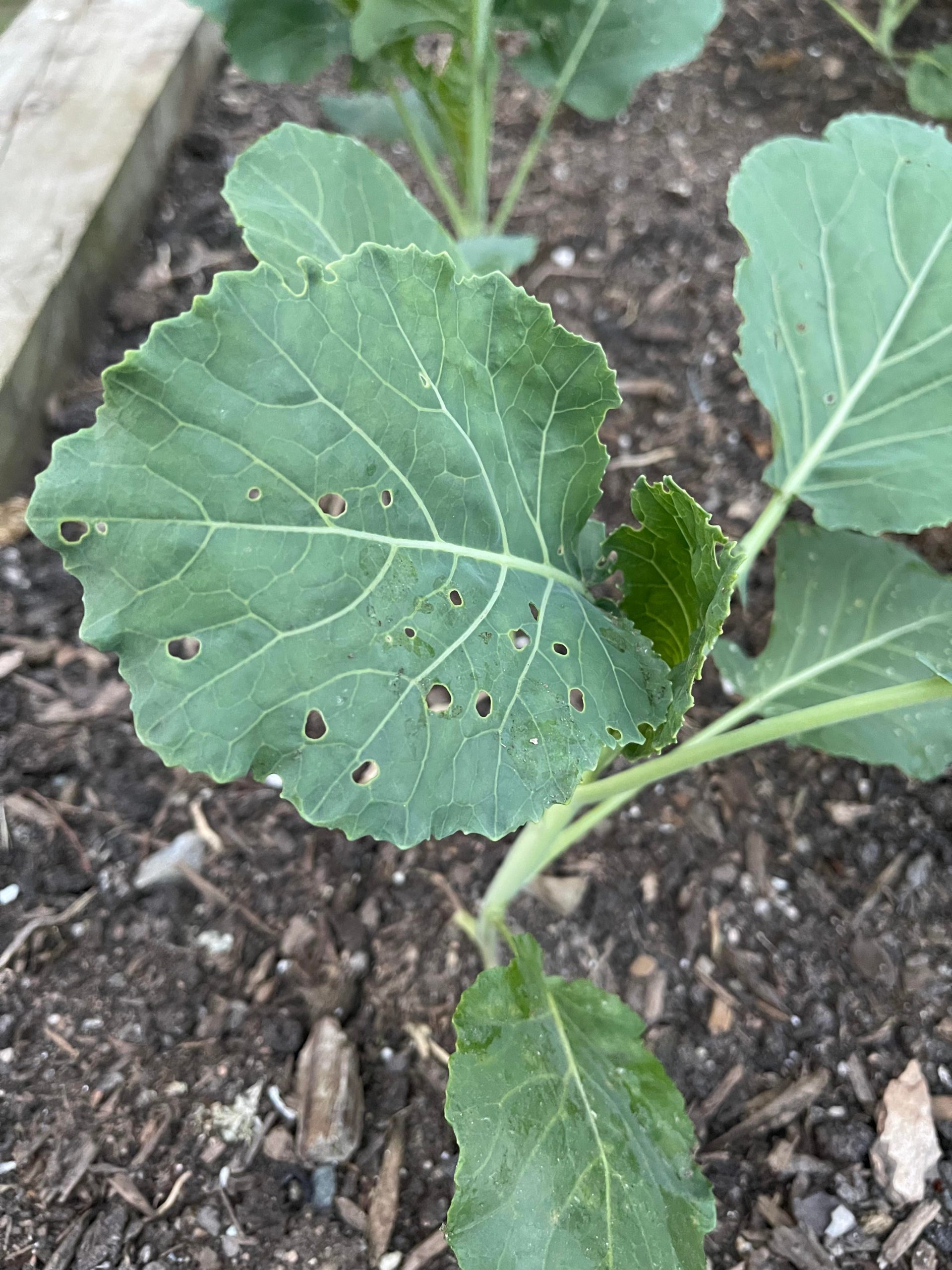 What’s eating my Collards? Any help appreciated Dining and Cooking