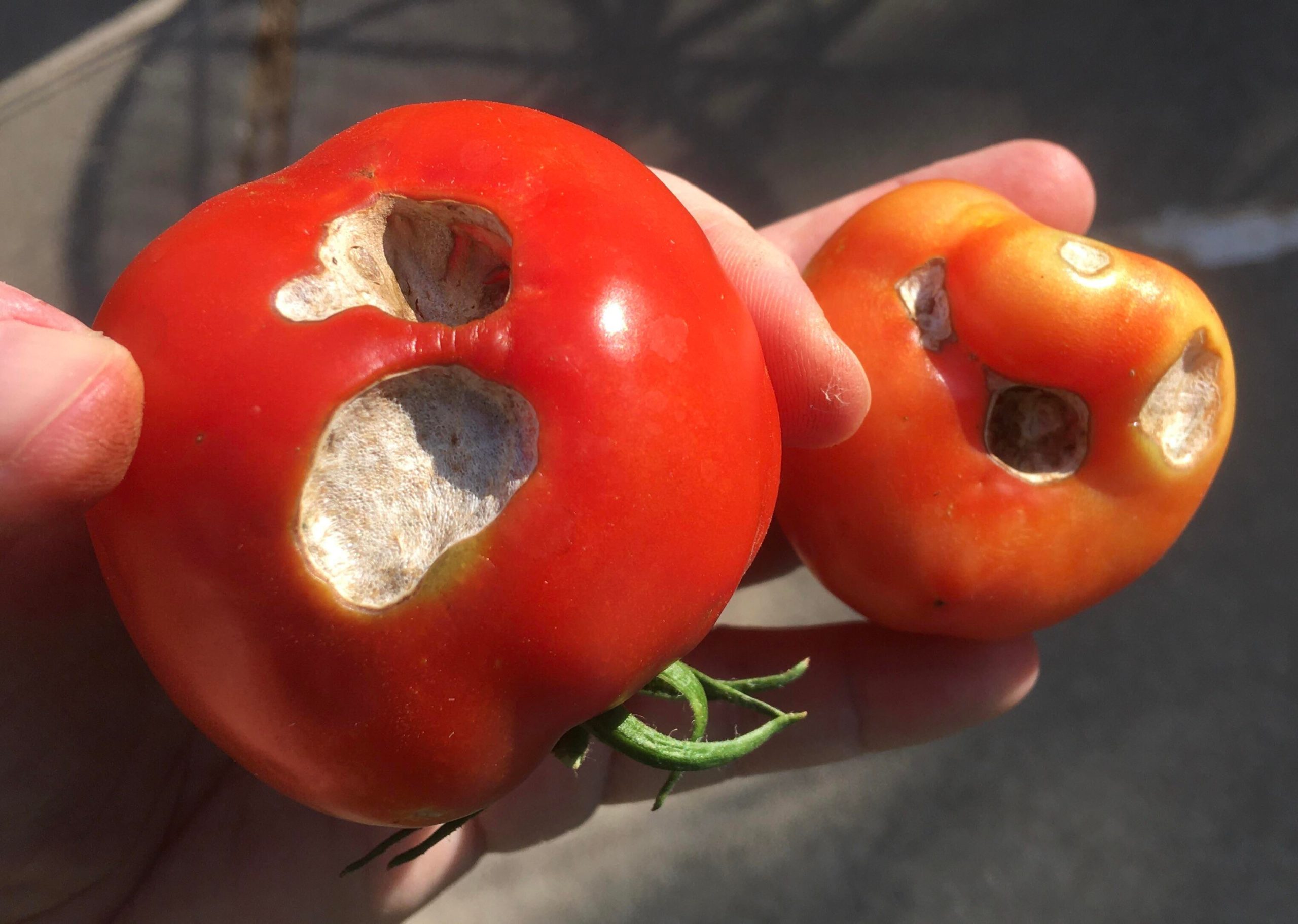 What is eating my tomatoes? Dining and Cooking