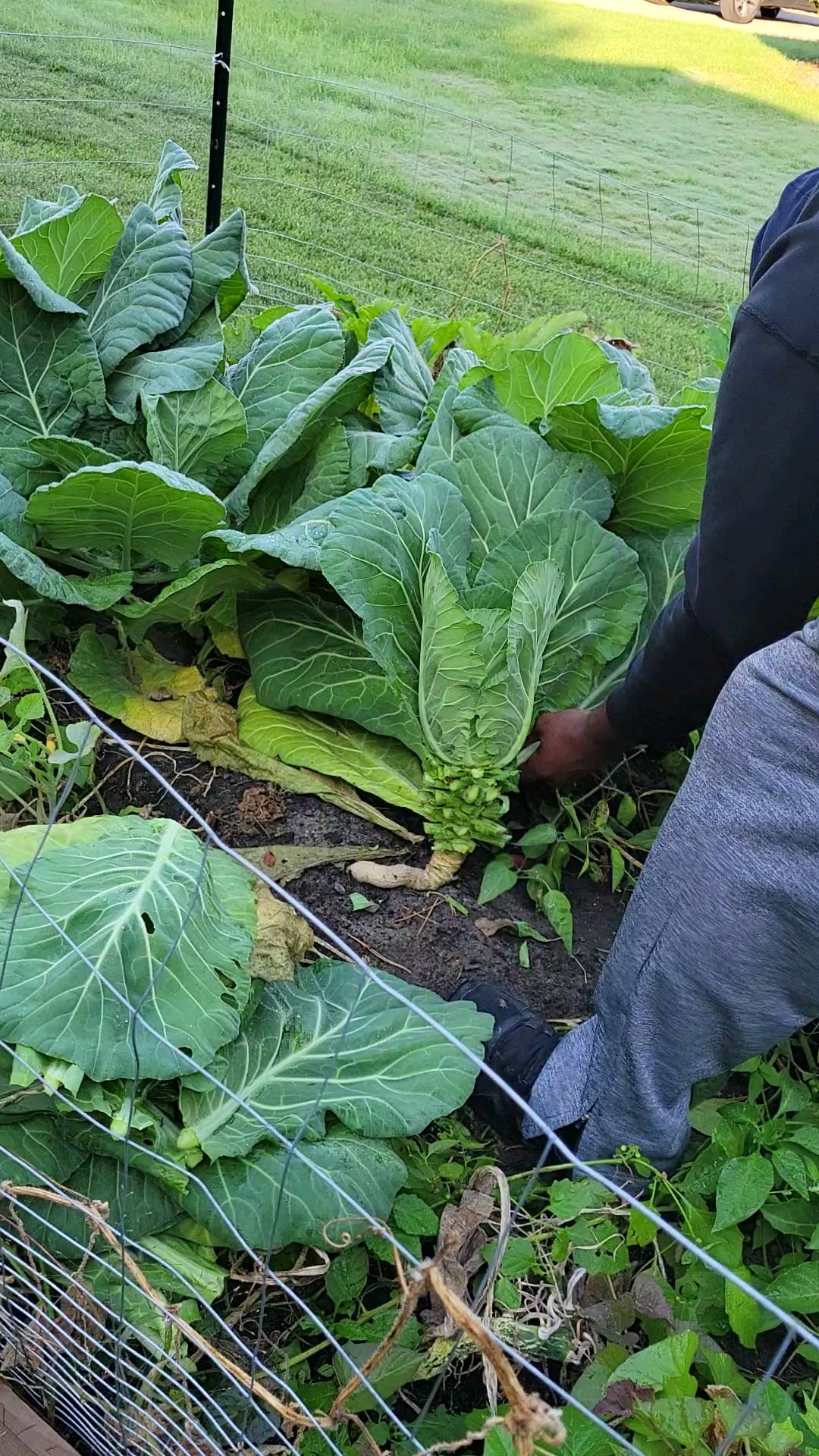 How I harvest Collard Greens. Dining and Cooking