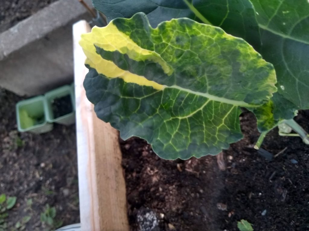 I just wanted to share a picture of this variegated black/italian(?) kale plant that i got this summer. I'd never seen variegated kale/cabbage before!