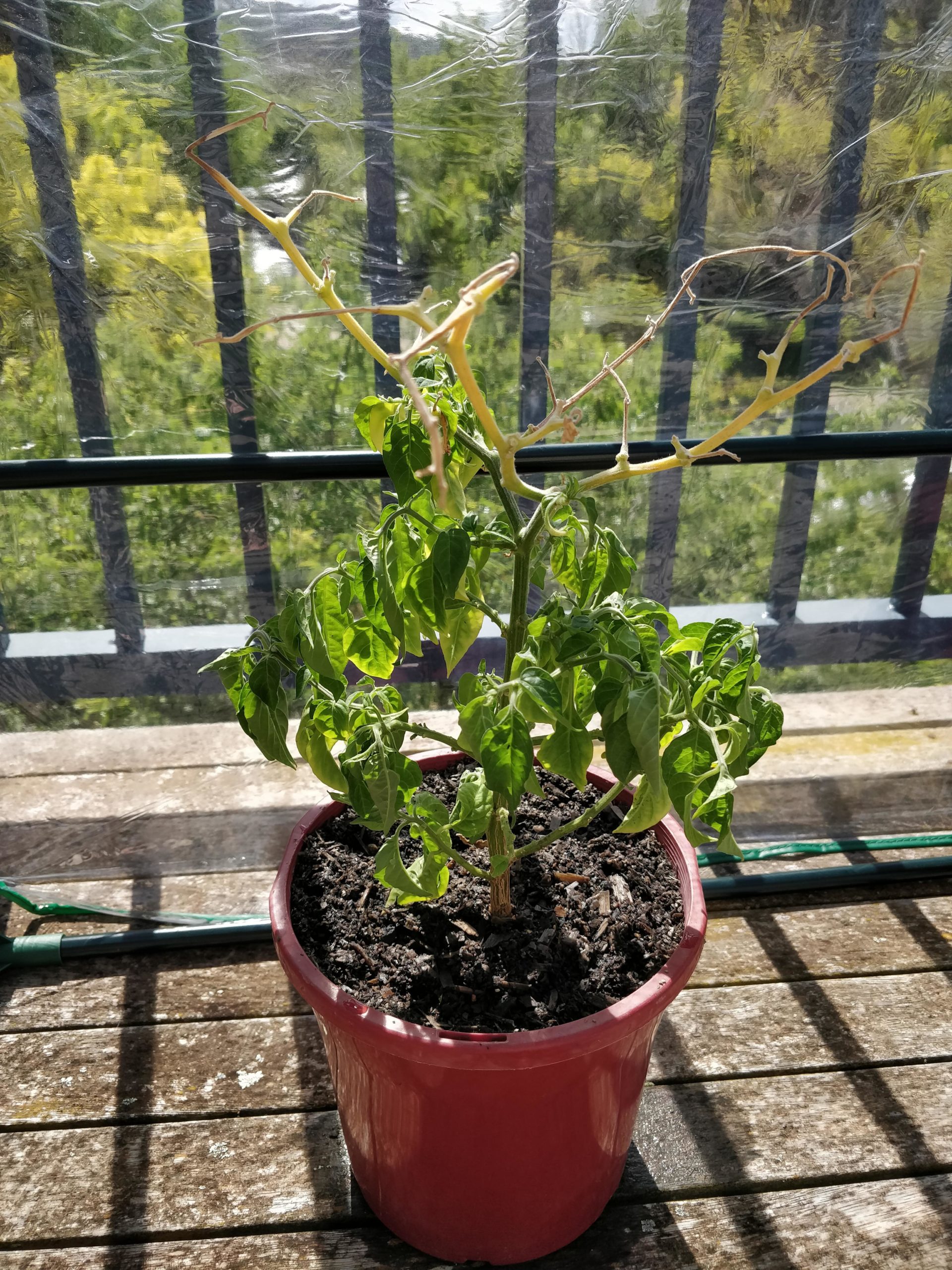 Can chilli plants get too much Sun? Moved my habanero plant outside for