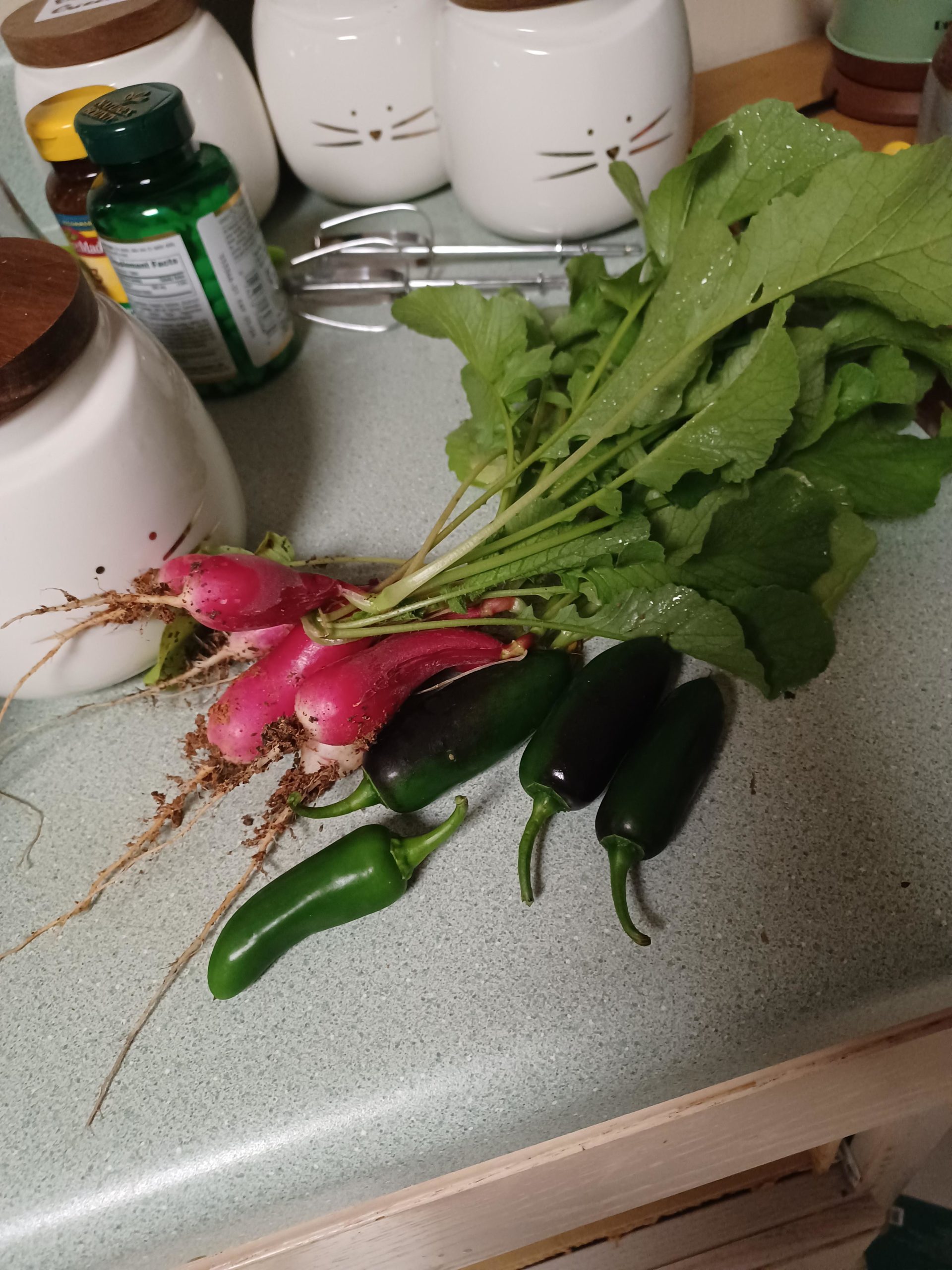 Breakfast radishes (a bit wonky) and jalapenos. It's high 30s today