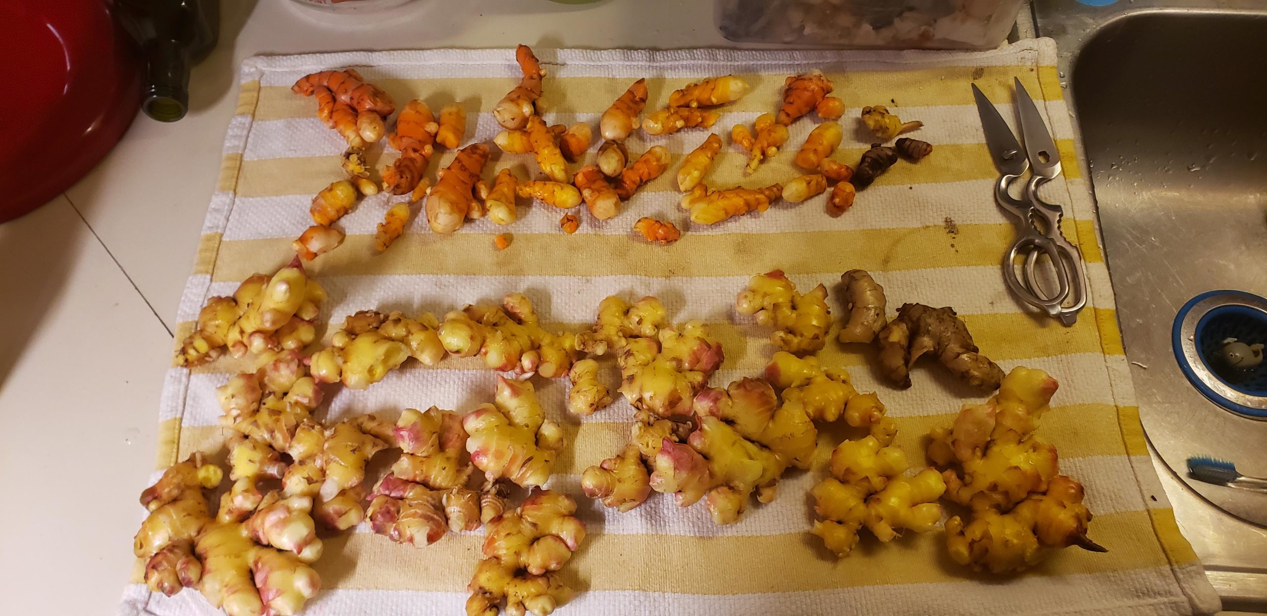 First time with ginger & turmeric. Quite pleased with the yield from 1 turmeric & 3 ginger root