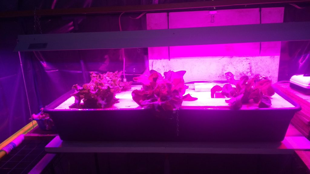 My hydroponic lettuce setup.