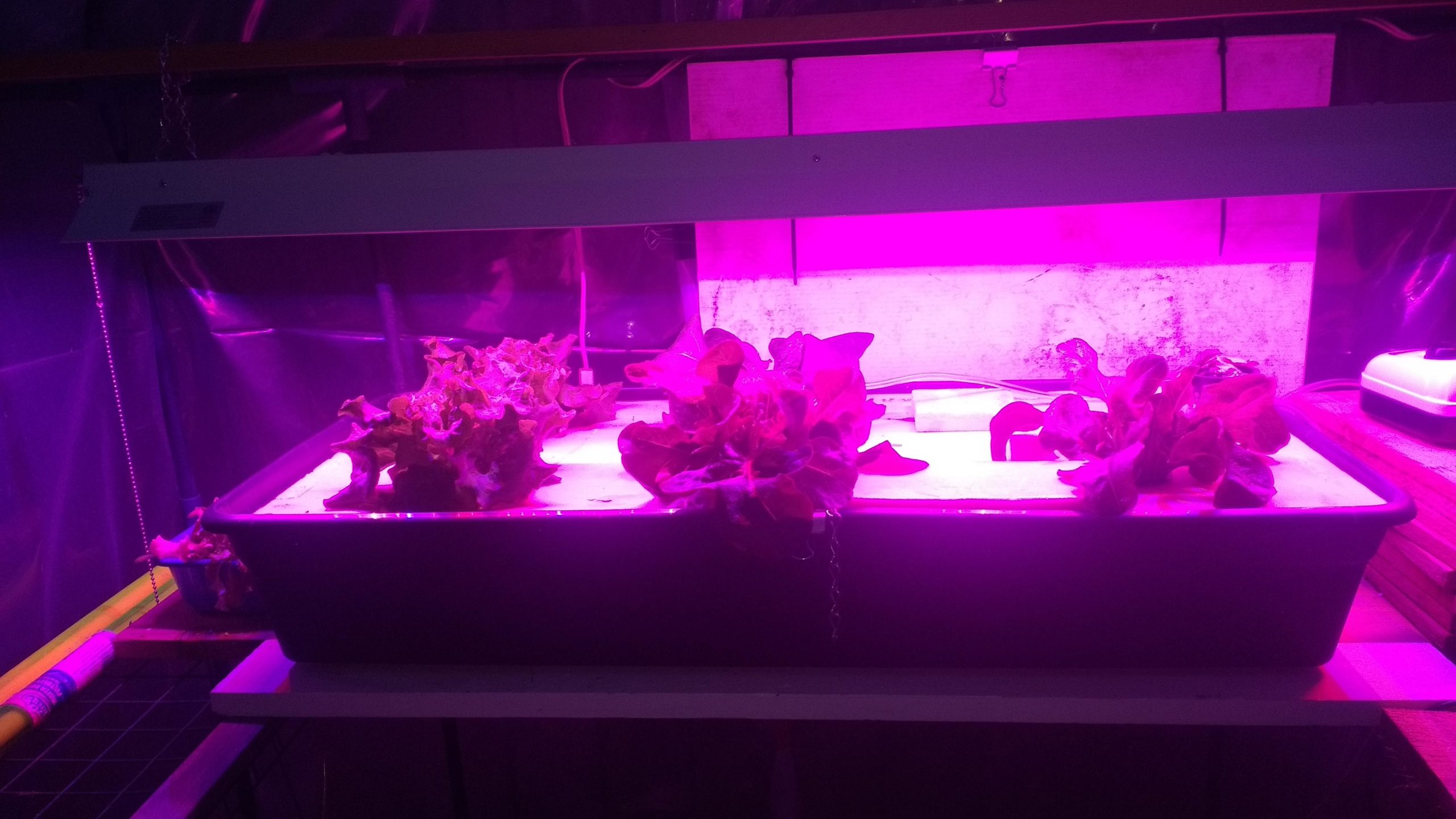 My hydroponic lettuce setup. Dining and Cooking