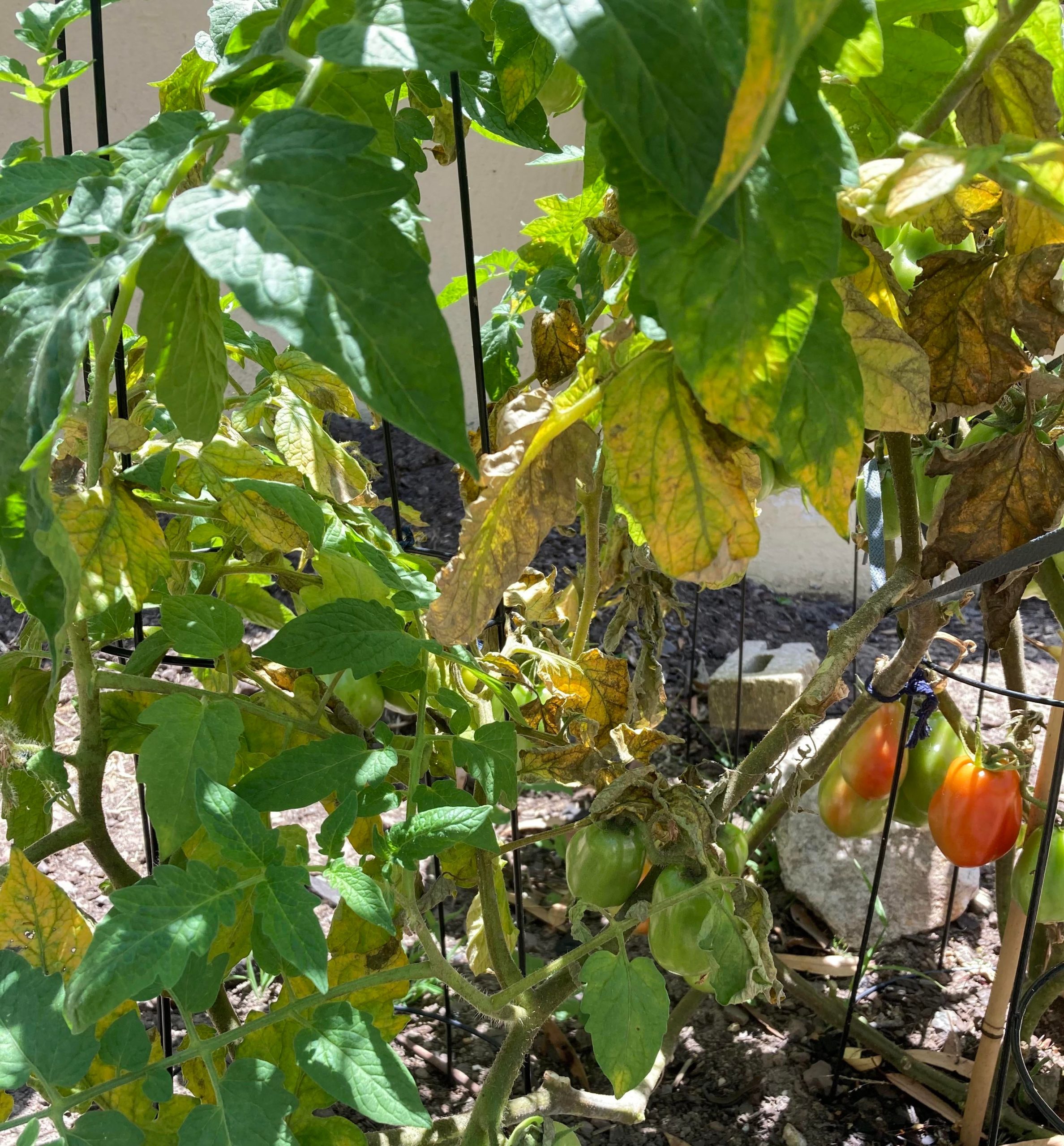 Tomato leaves are dying & yellowing Dining and Cooking