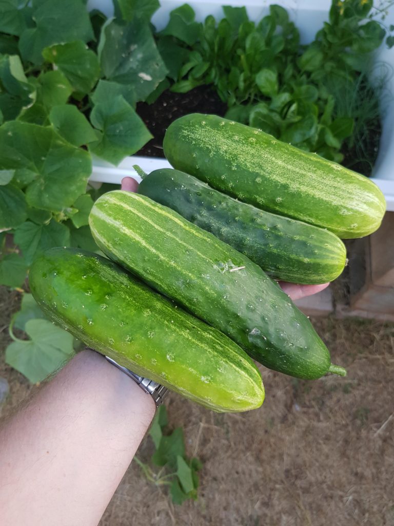 First Cuke harvest