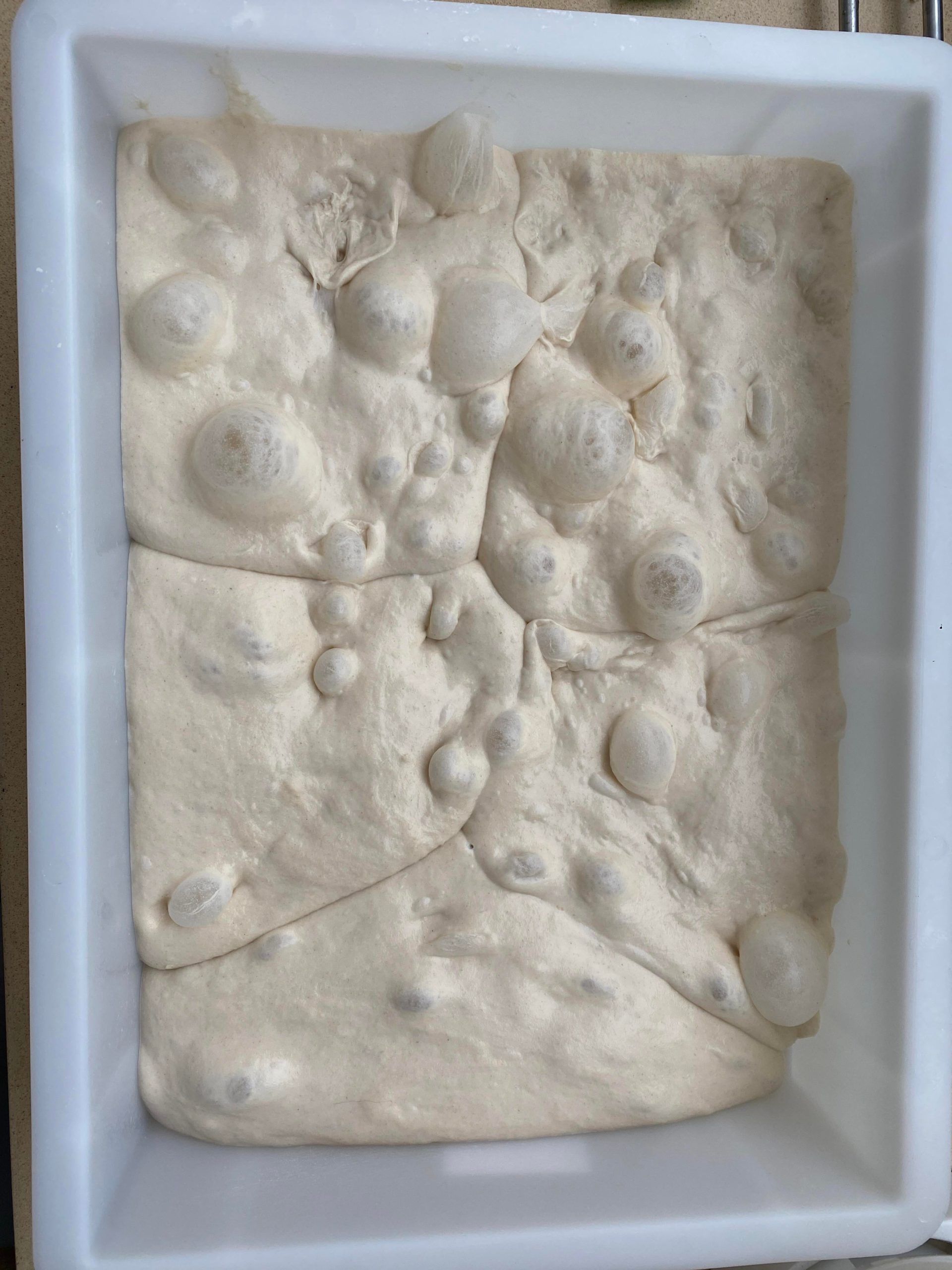 How to store dough balls in a fermentation box? Dining and Cooking