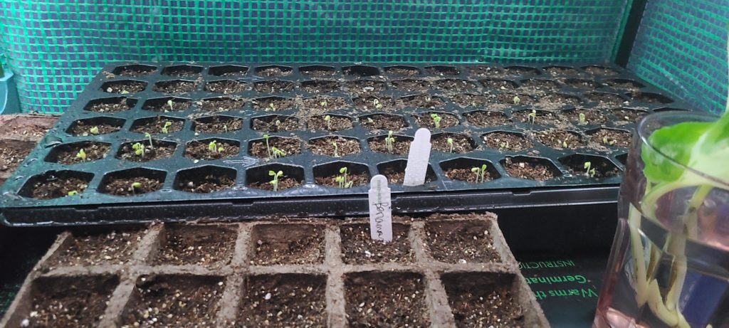 Collard Greens 1st time doing seedlings indoors planted 3 days ago