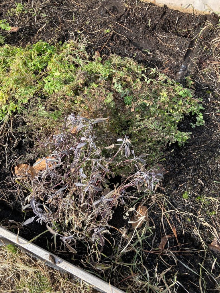 Do herbs count as vegetables? Need some advice…