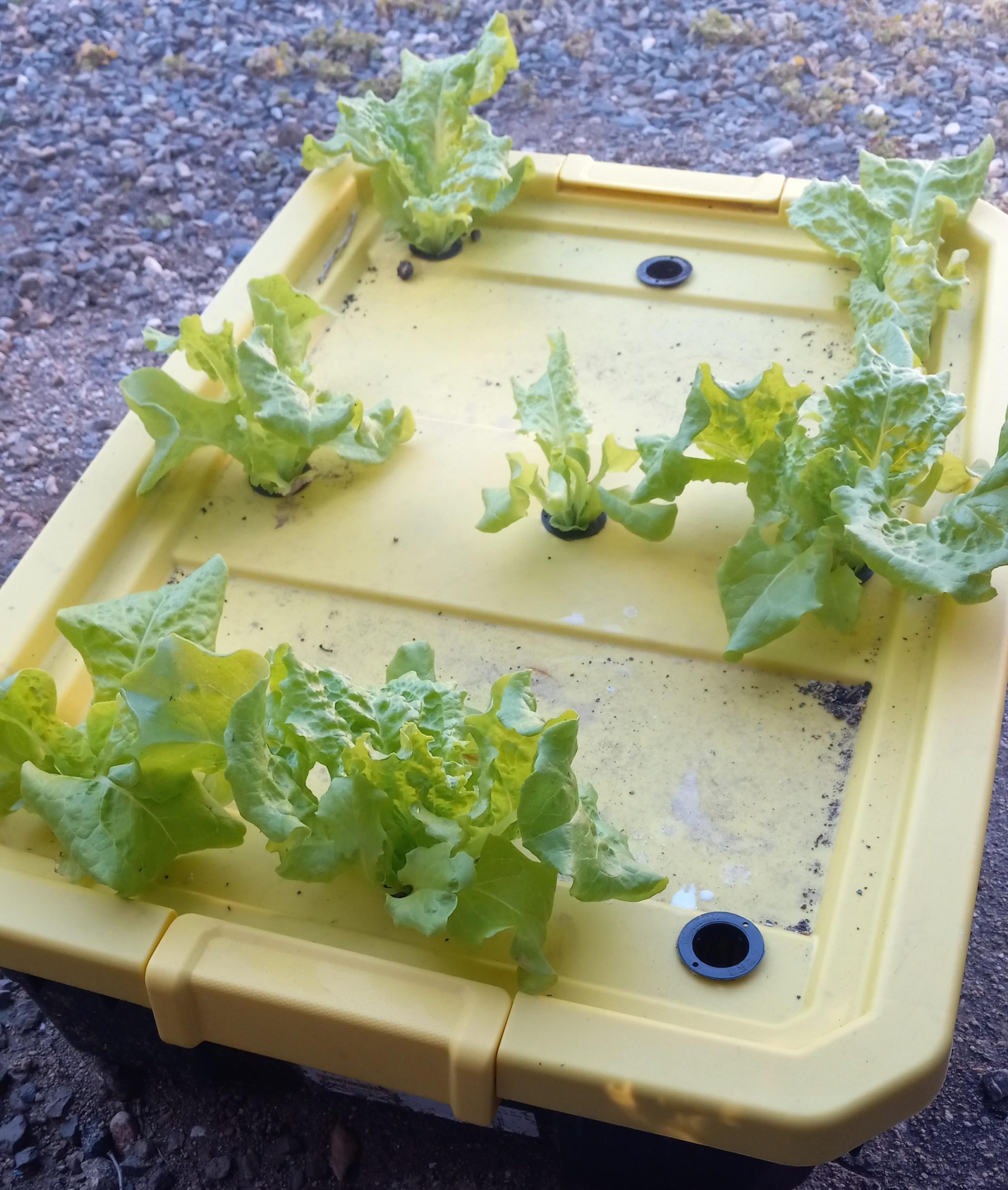 Black seeded simpson lettuce How will I know I can start harvesting