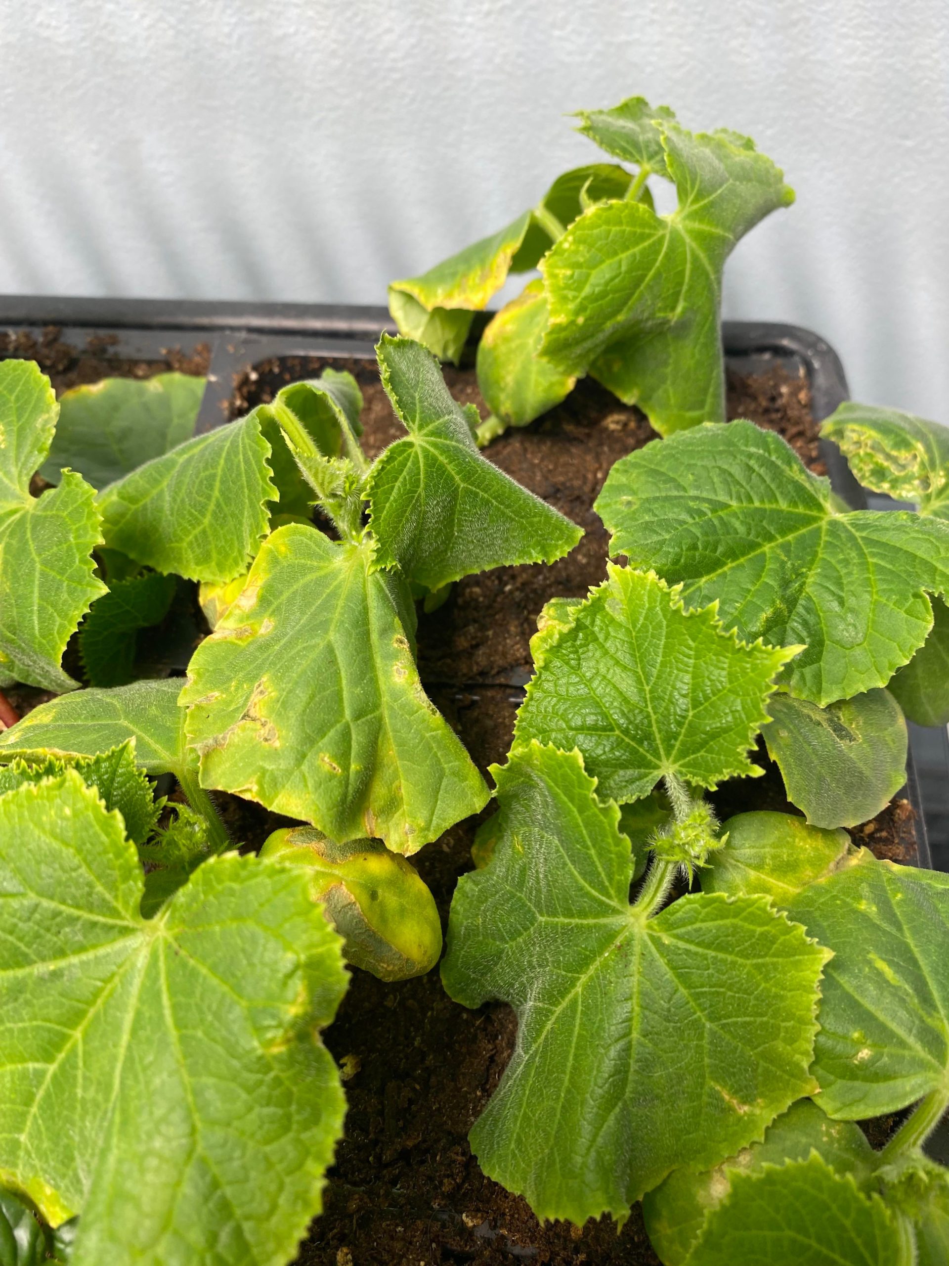 What does this yellowing on my cucumber seedling leaves mean? Dining