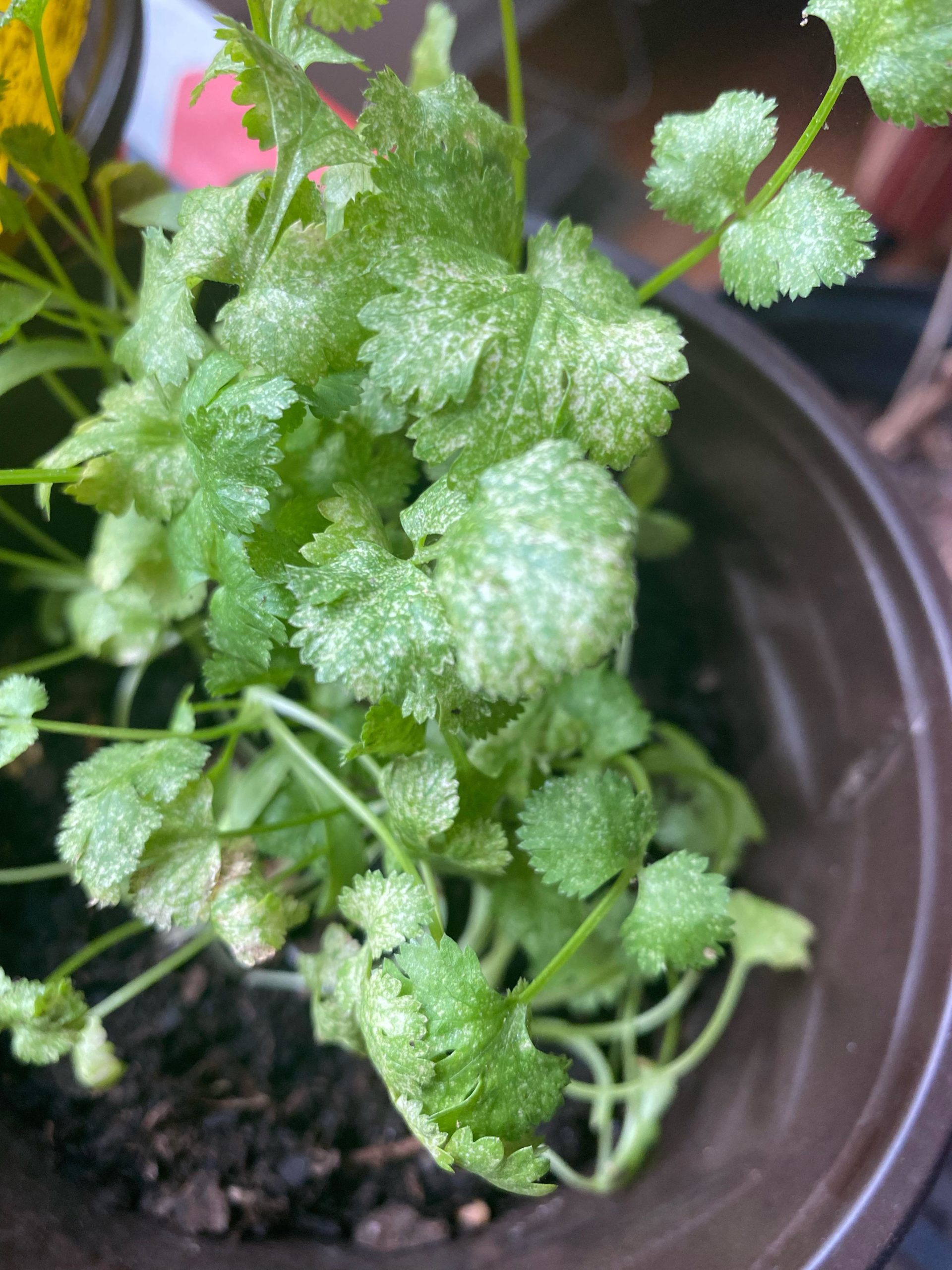 Why my Cilantro leaves turning white? Dining and Cooking