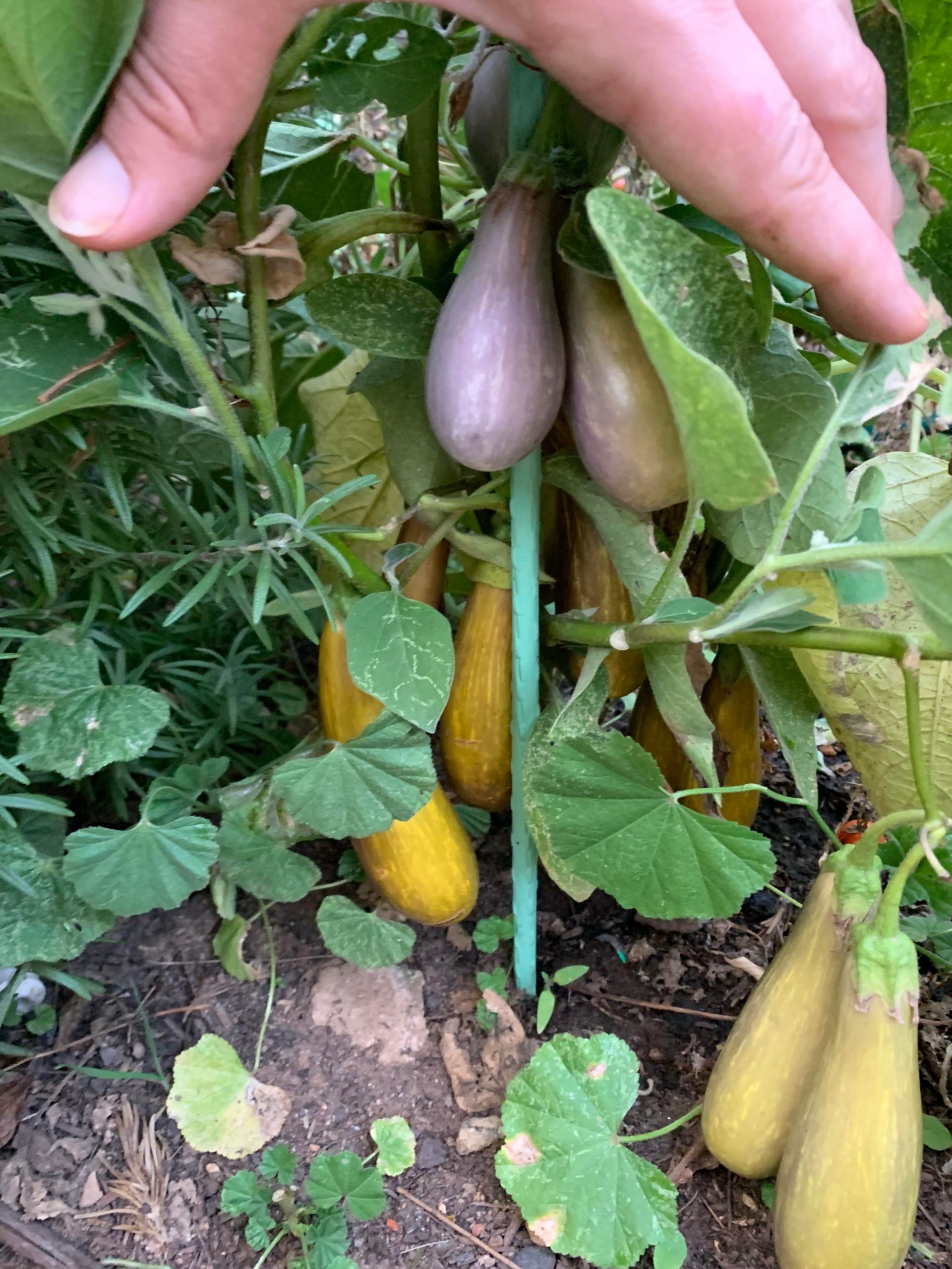 Why did some eggplants just turn yellow? Dining and Cooking