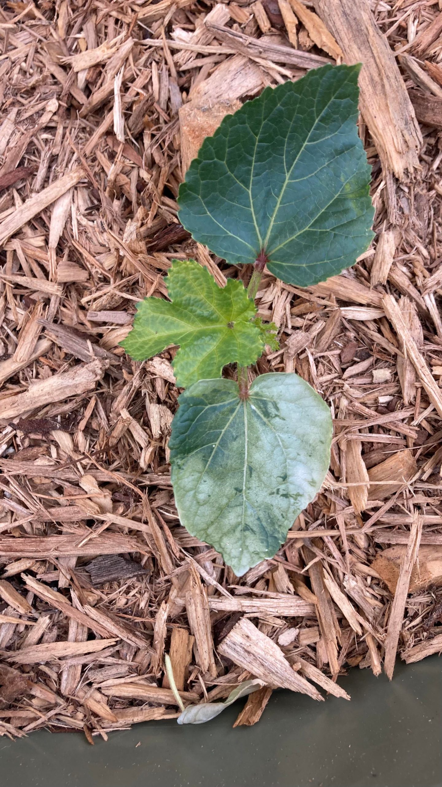 what’s wrong with my okra baby? zone 9b. Dining and Cooking