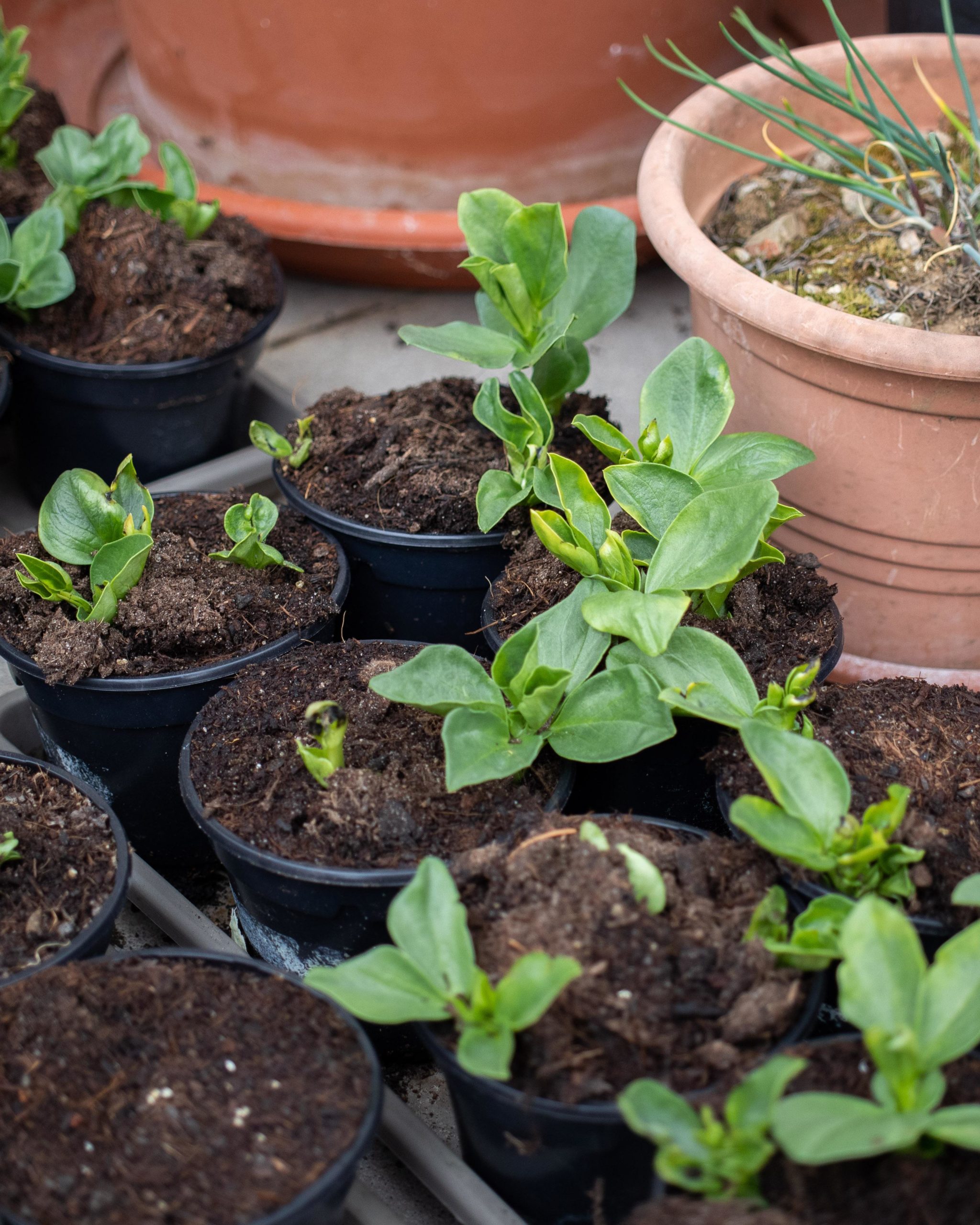 Broad bean seedlings Dining and Cooking