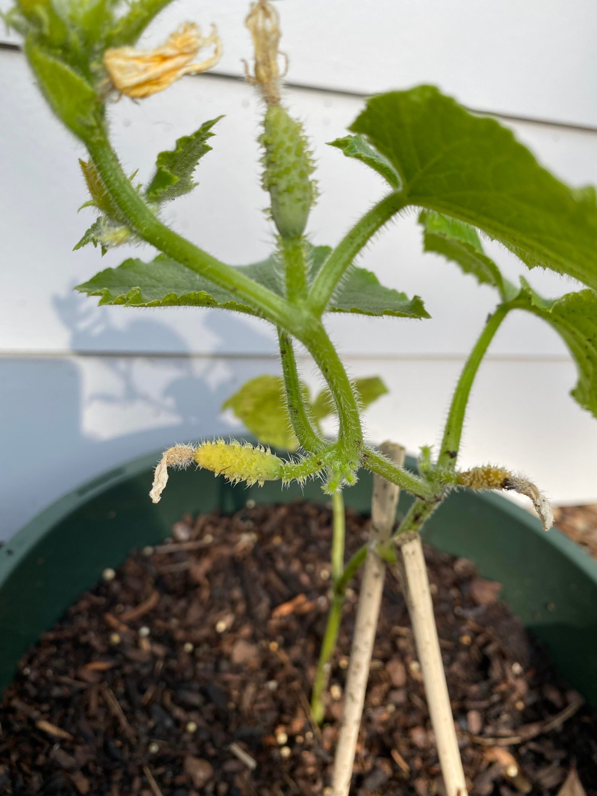why are my cucumbers dying(?)? details in comment Dining and Cooking