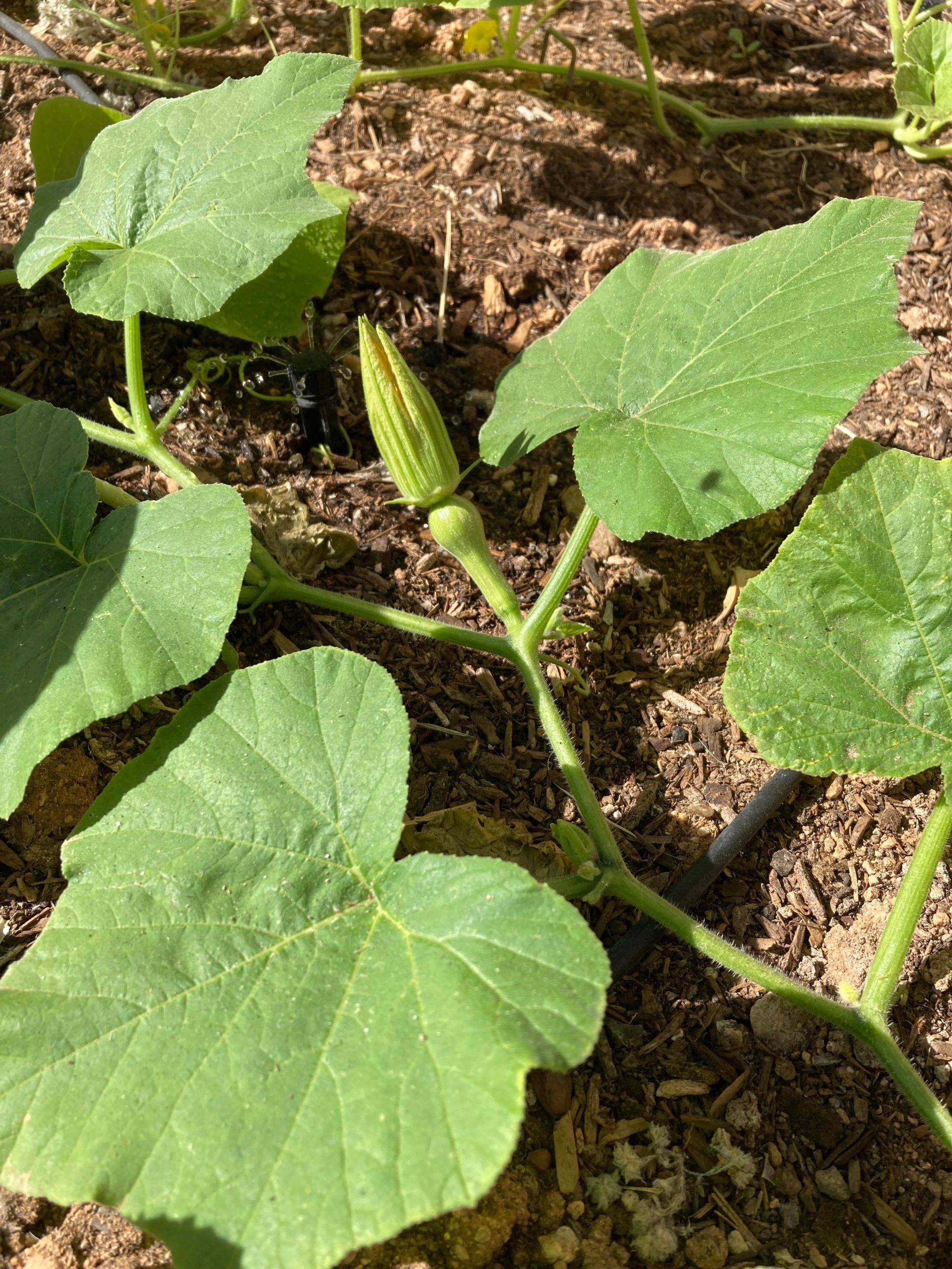 First female squash flower of 2022! Dining and Cooking