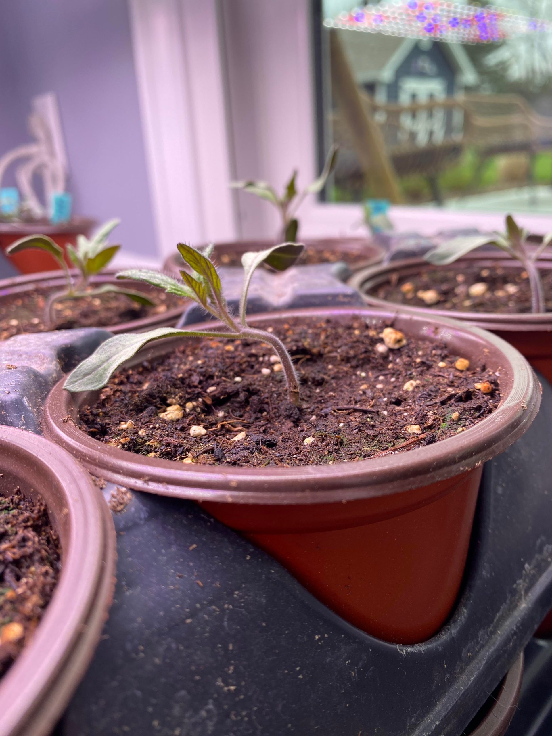 Can anyone tell why my tomatoes are bending? They don’t appear leggy, lights are about 6 inches