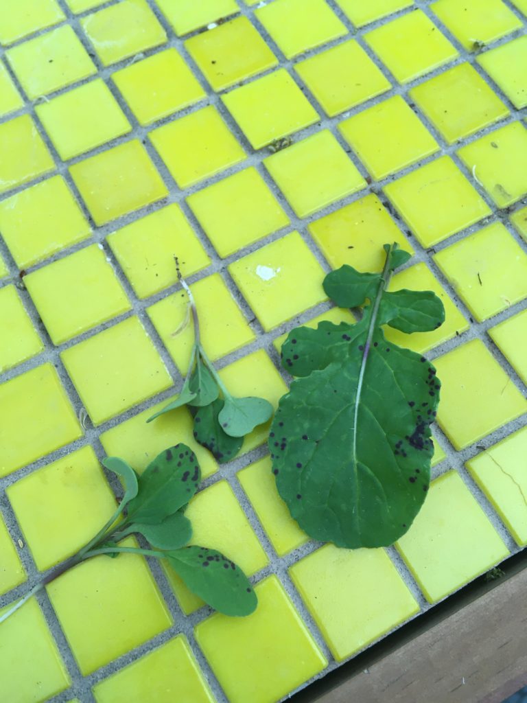 What are these purple spots on my arugula?