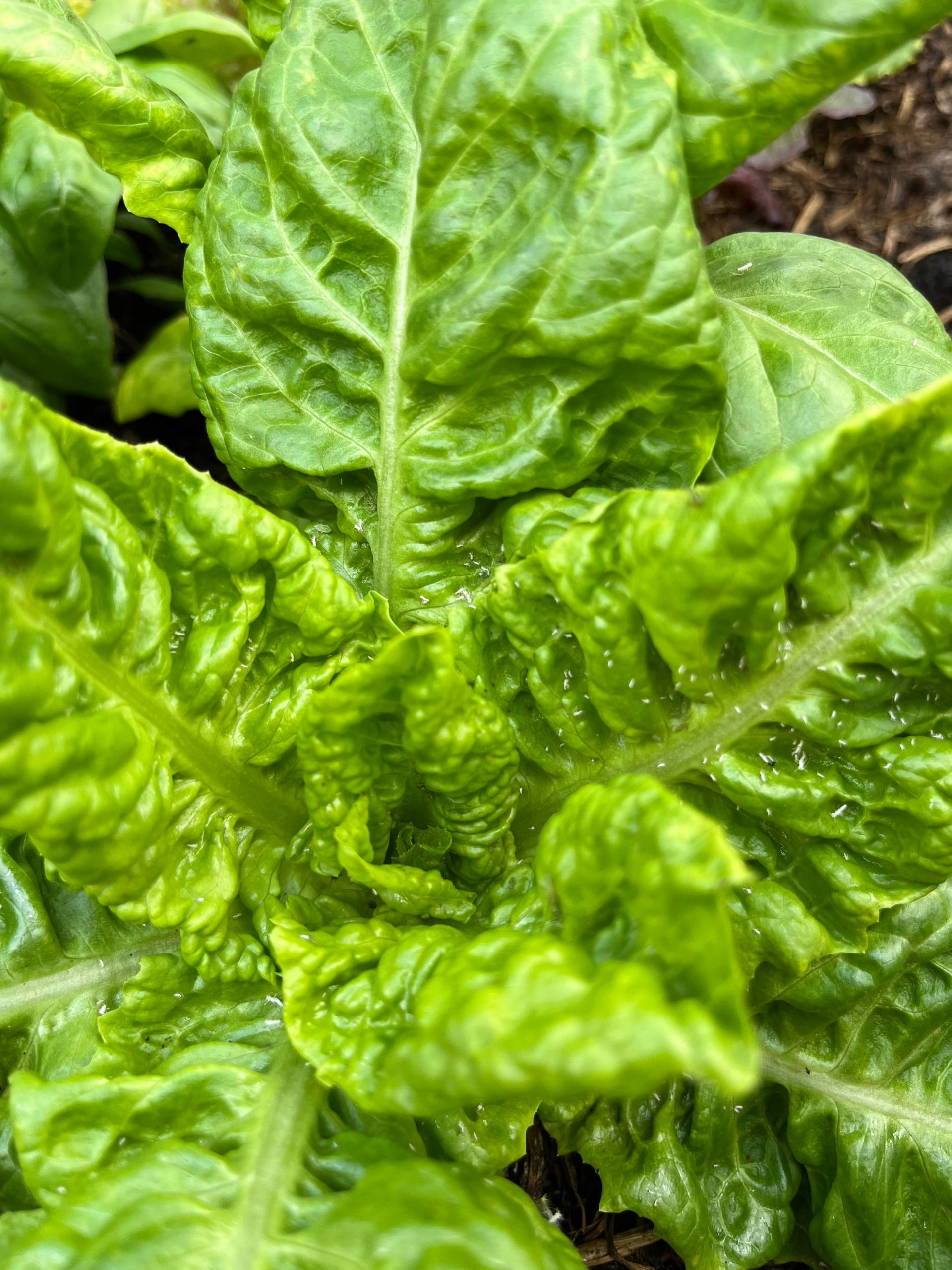 Little white bugs on my lettuce. What do now? Dining and Cooking