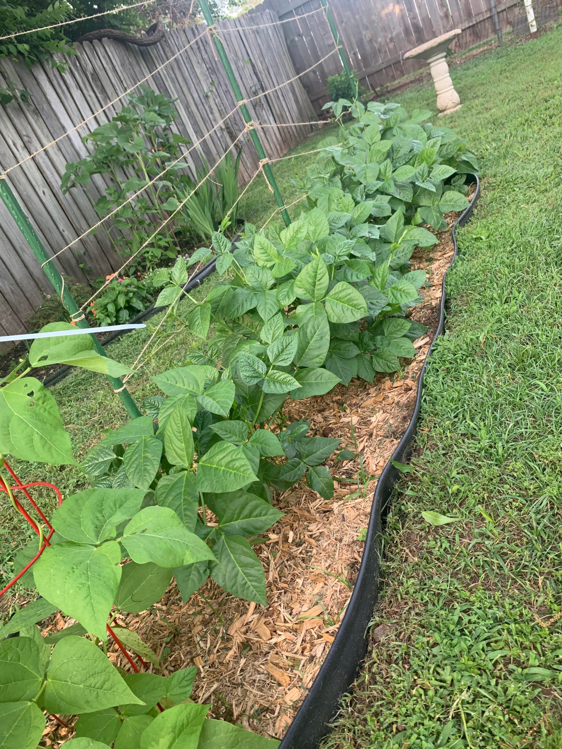 First time growing purple hull peas. Don’t be jealous of my ‘poor man’s’ trellis. Dining and
