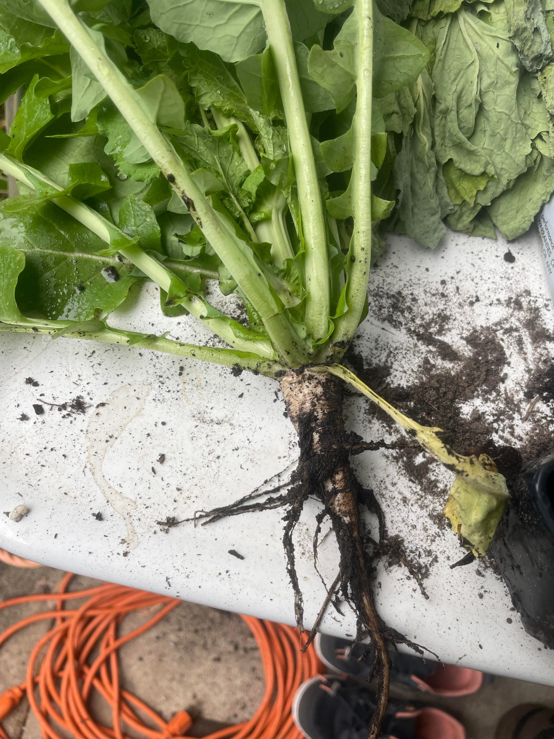 Anyone know why my turnips look like carrots? Dining and Cooking