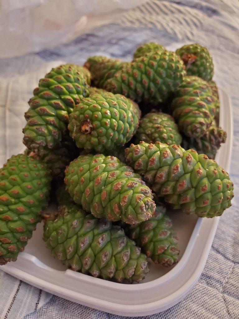 Pinecone Jam tips?