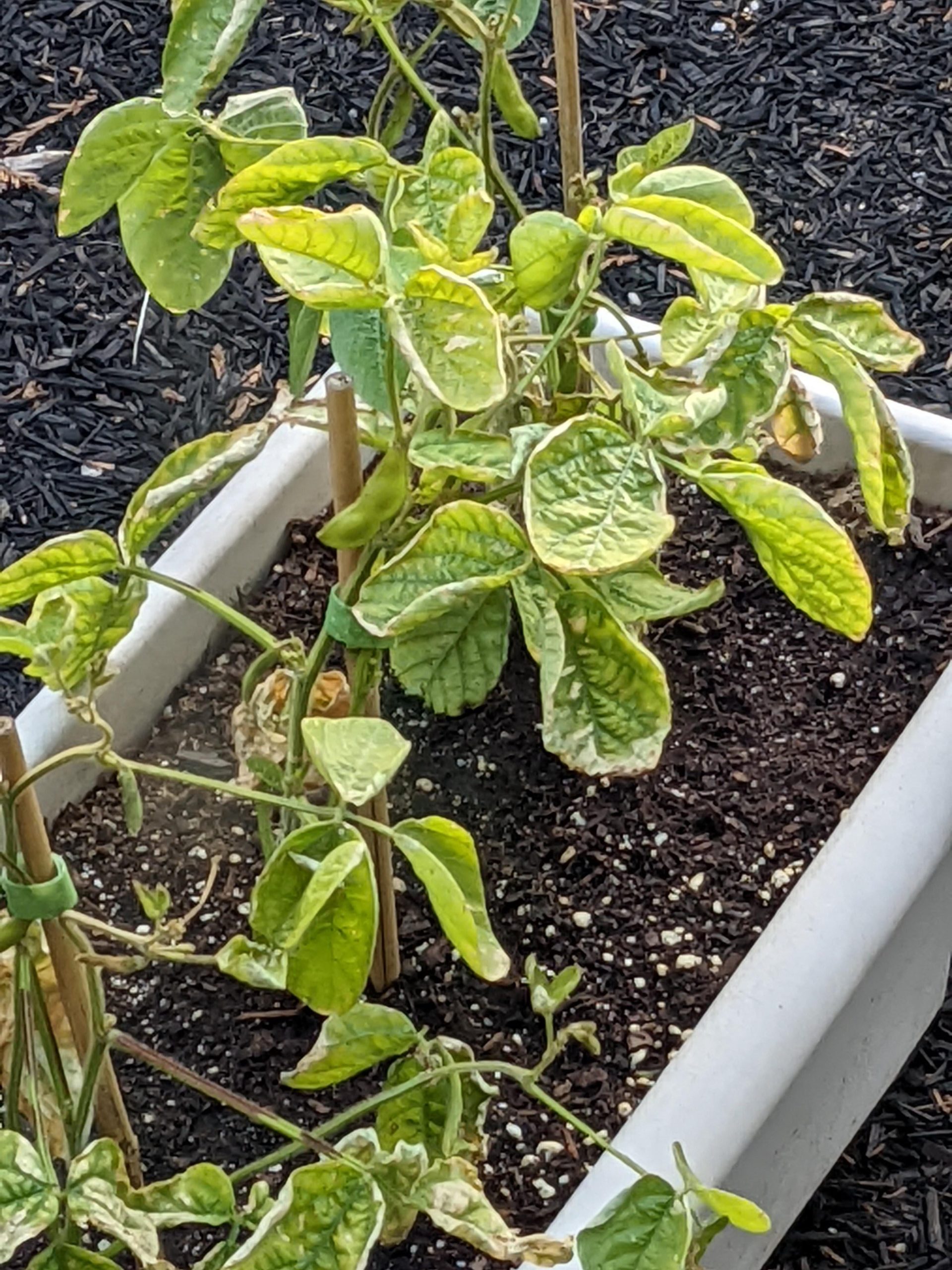 What's wrong with my soybean plants? leaves are drying out and turning