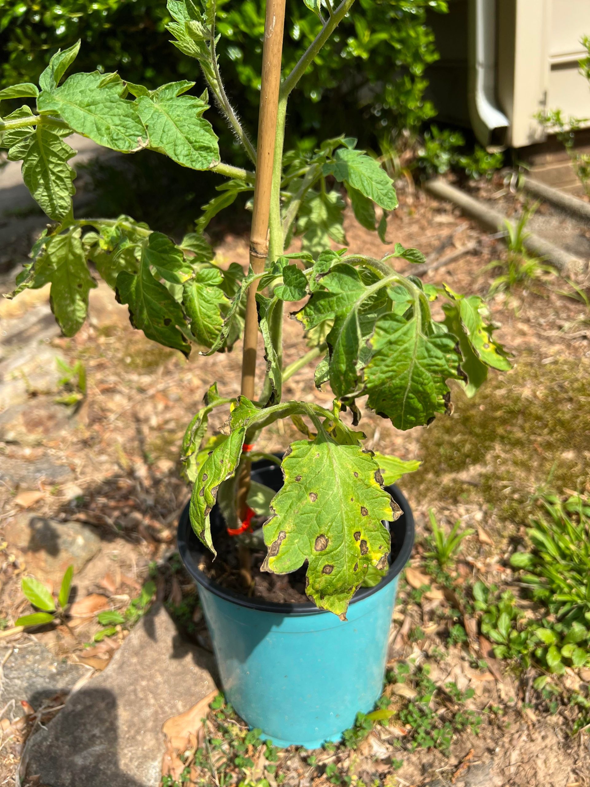 Is this bacterial leaf spot in this tomato plant I got from the farmers
