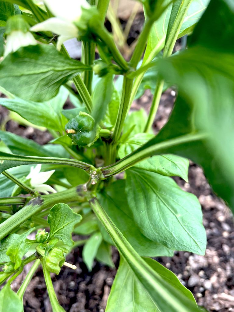 The littlest baby bell