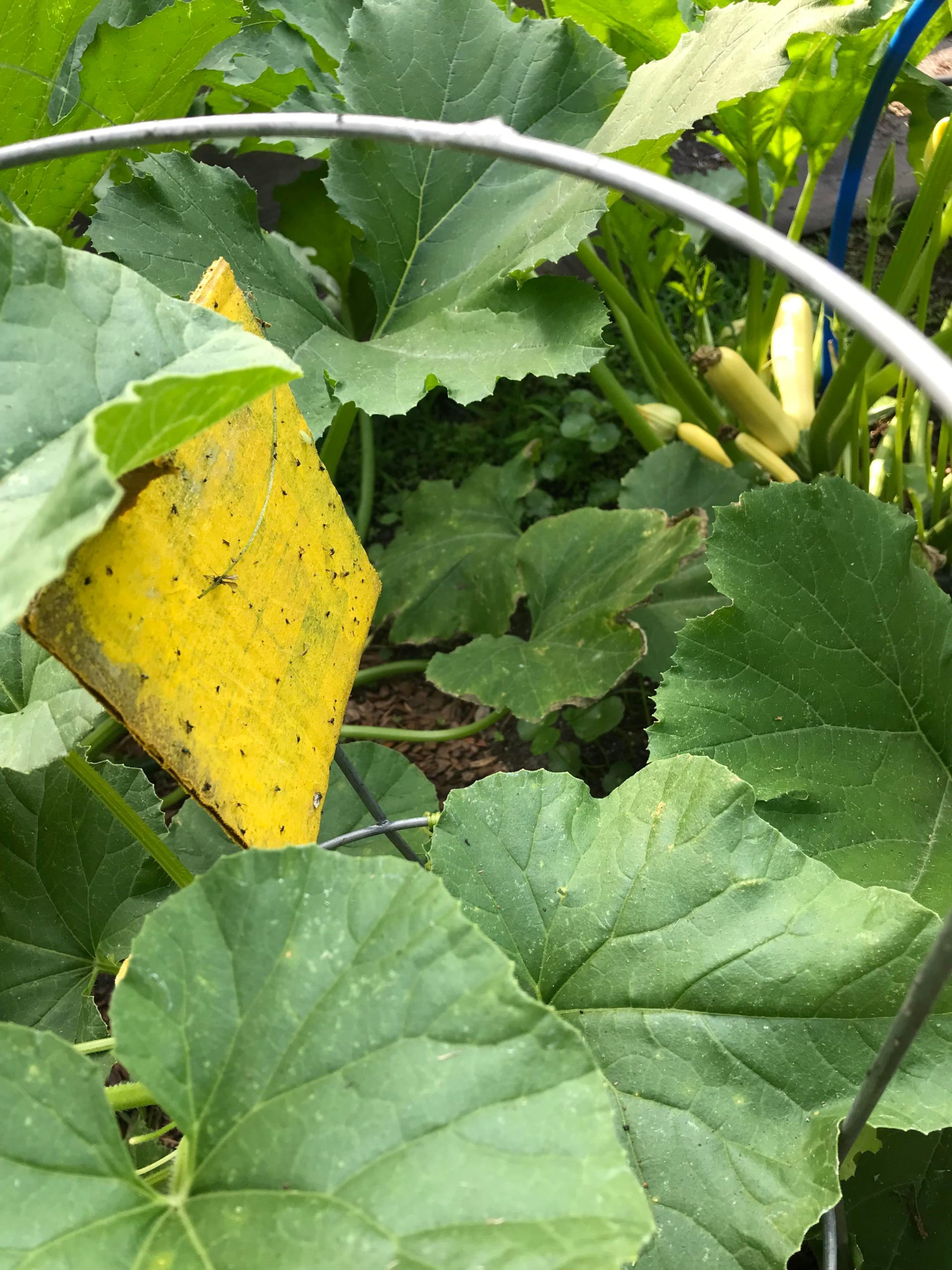 Can confirm… yellow sticky traps NOT catching squash vine borer moths…. Just sayin’ Dining and