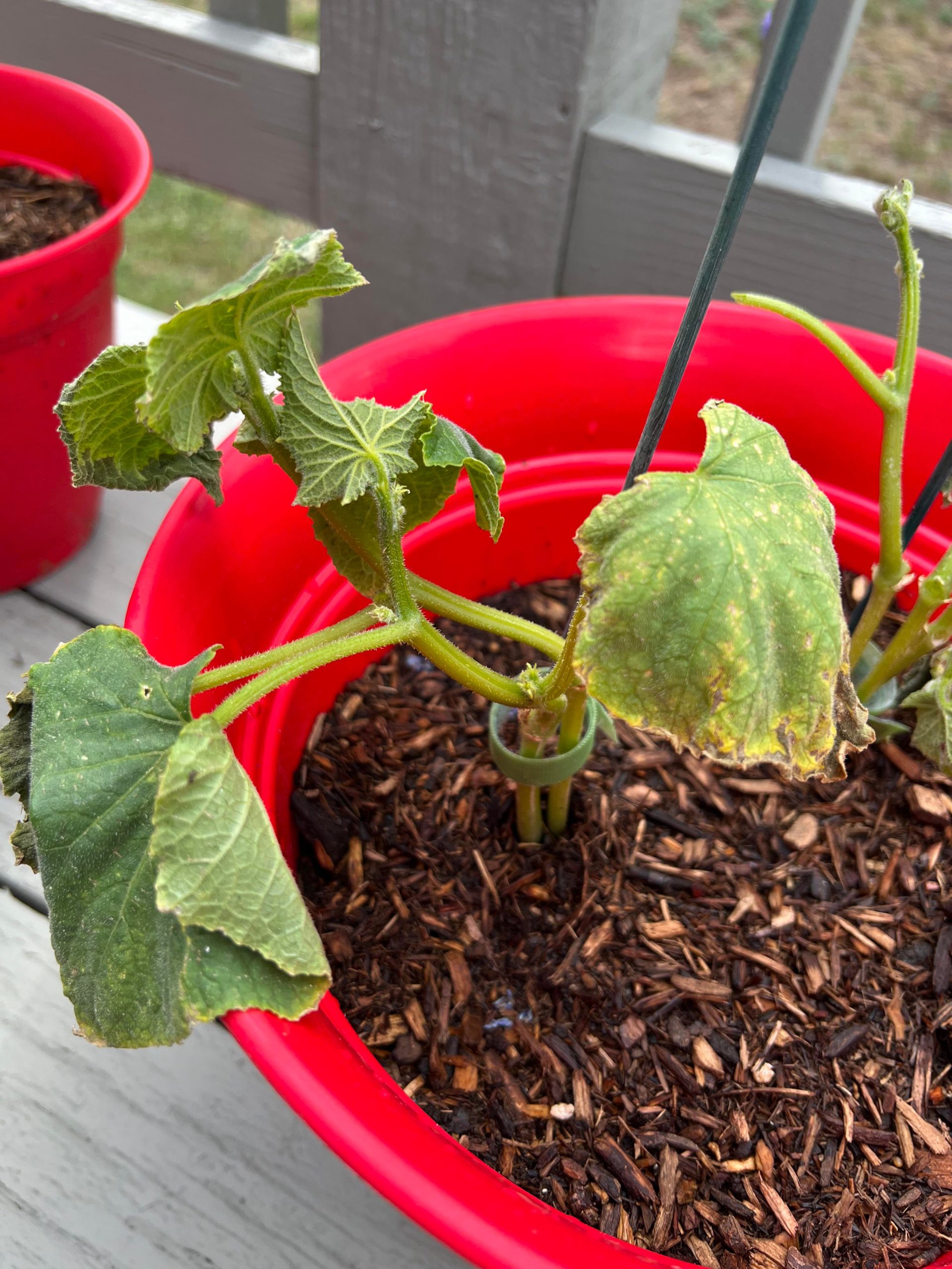 How do I save this dying cucumber plant? Dining and Cooking