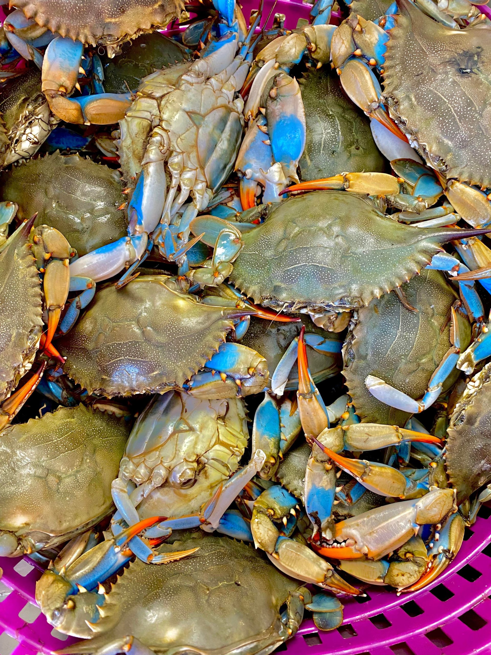 Blue Crab Forum - zehv3h5
