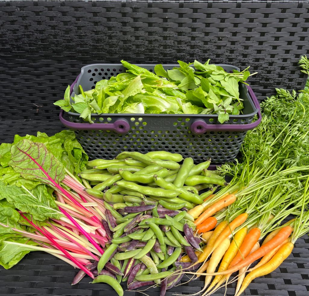 With a heat wave is coming, this might be the last spring veggie harvest of the year. Loving all the colours!