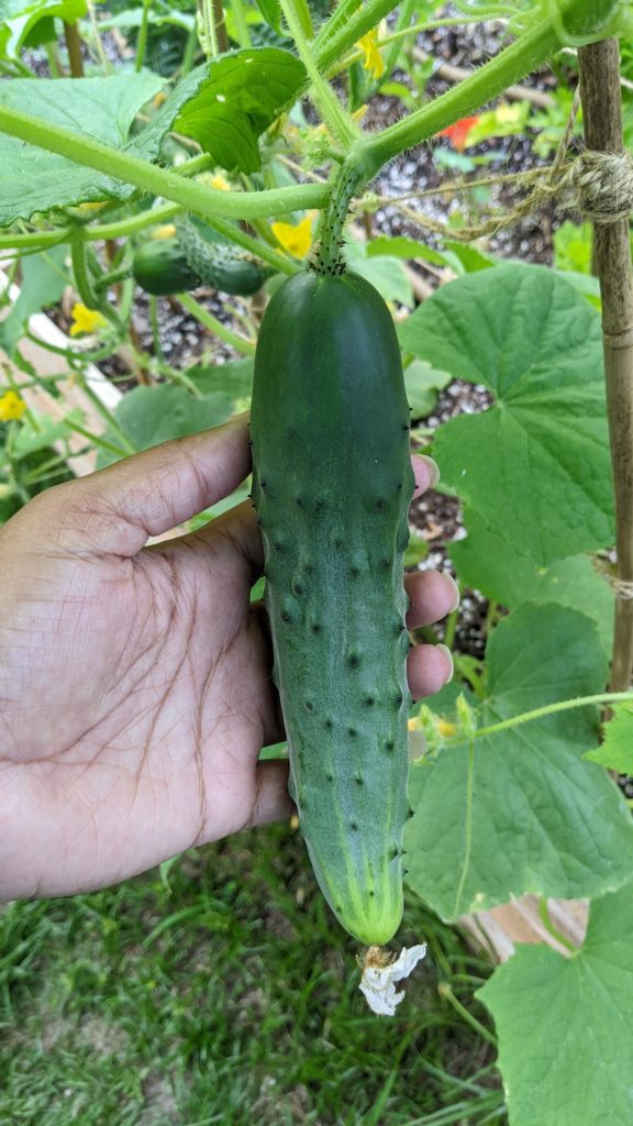 First Full Size Cucumber