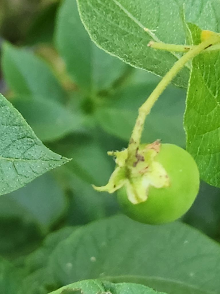 the elusive potato berry!
