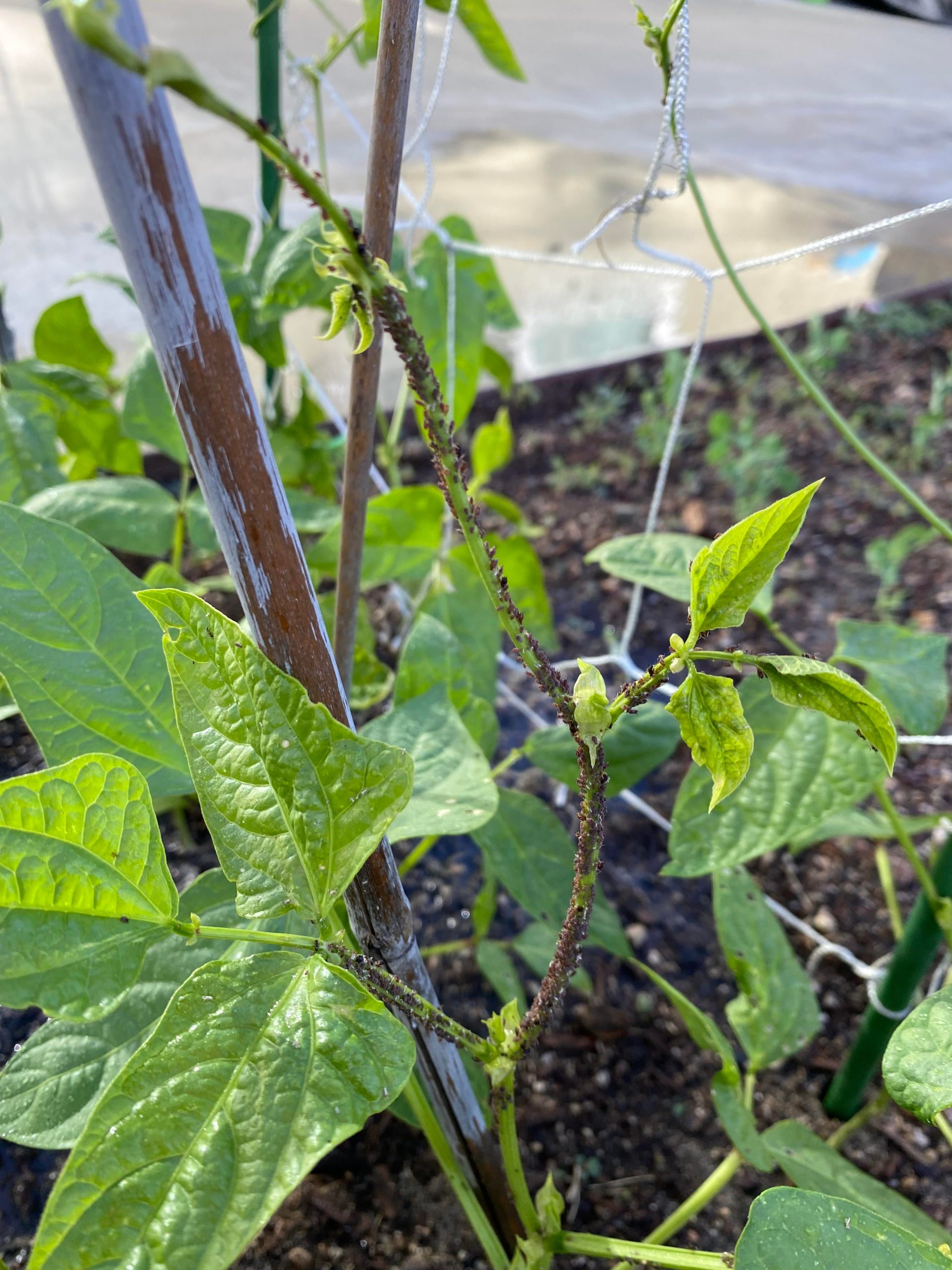 What are these tiny bugs on my bean plant? Dining and Cooking